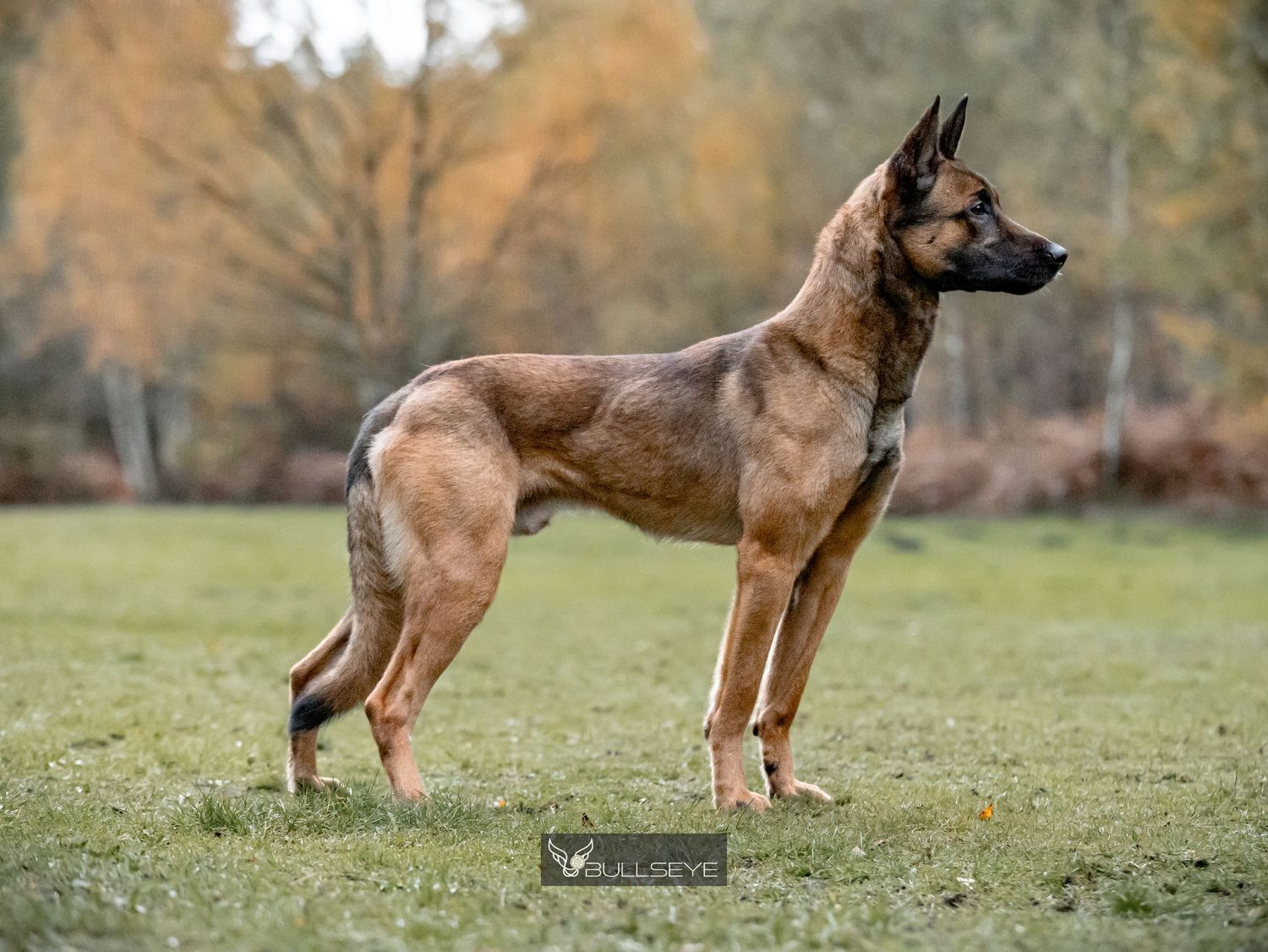 Belgian Malinois showing perfect stance and form in outdoor KNPV training environment.