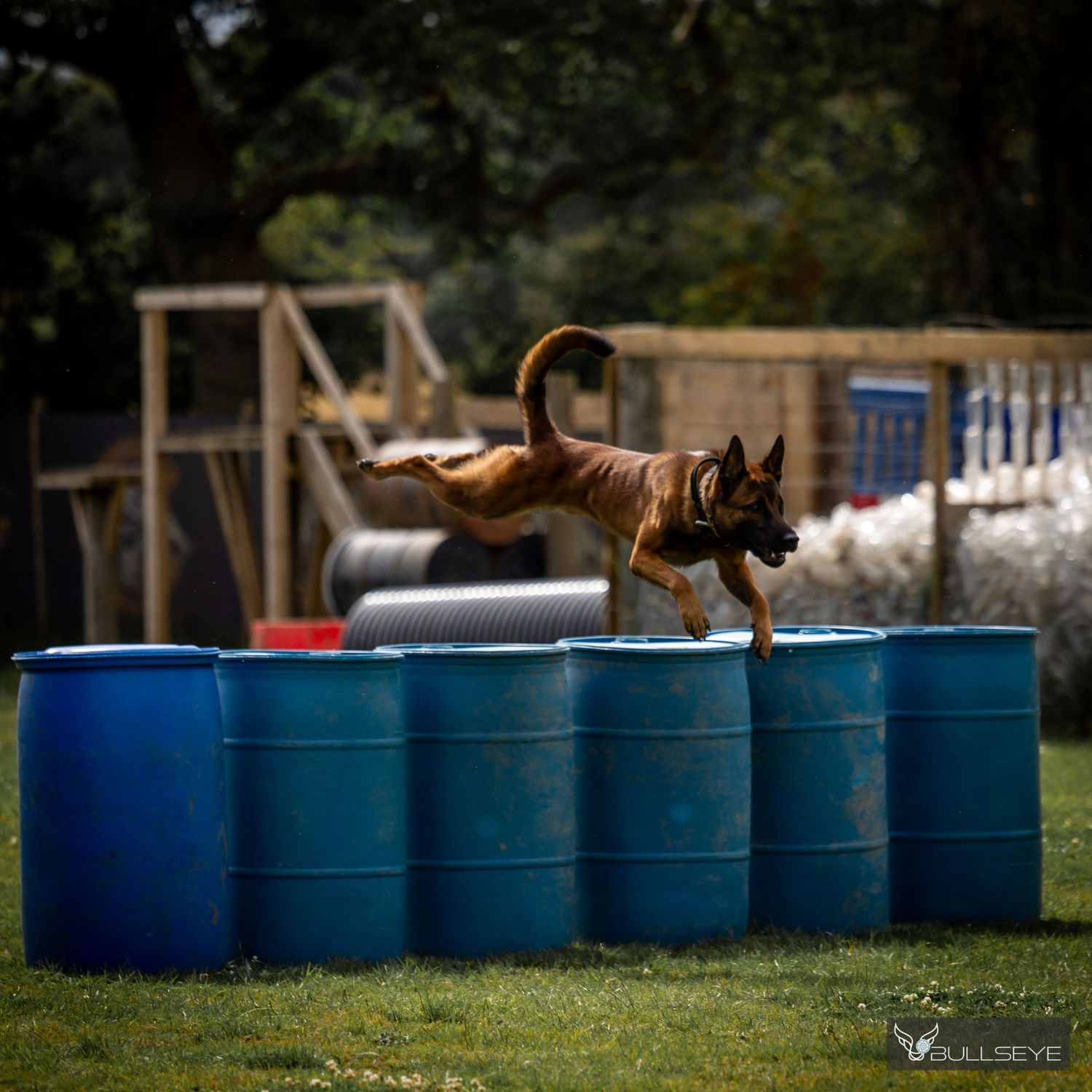 A Belgian Malinois dog leaping across blue barrels during an agility training exercise.