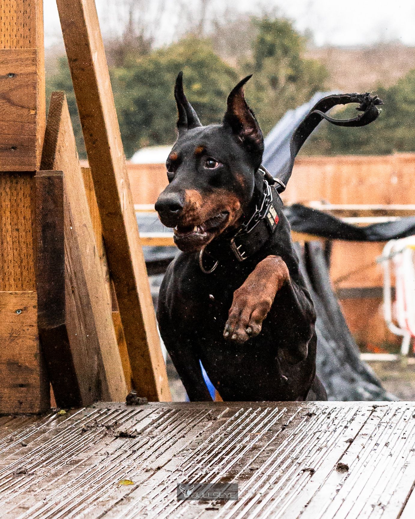 Dynamic sequence of a dark-colored dog running and jumping across a wooden platform.