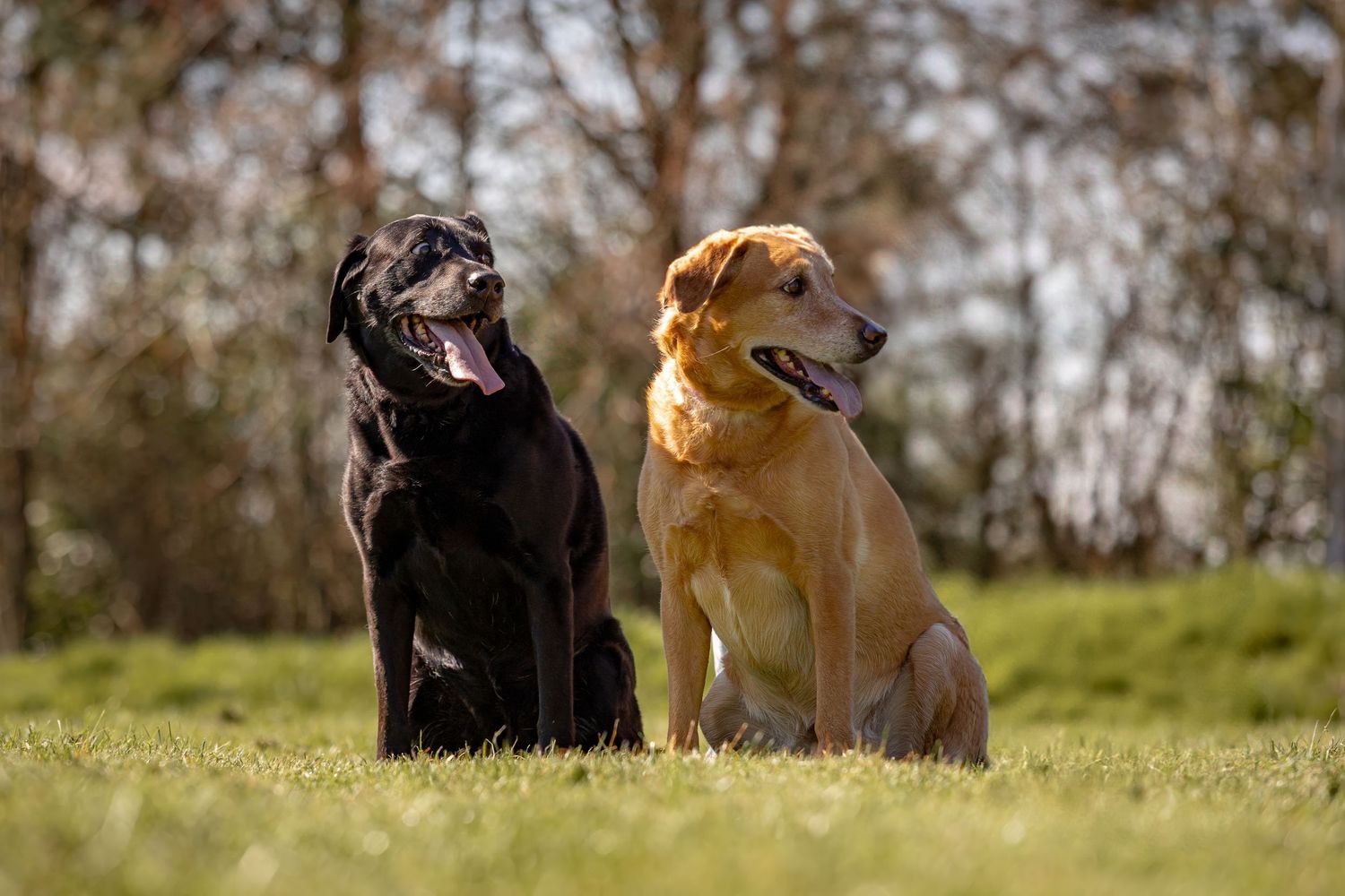 Two dogs sitting side by side on sunny hillside with trees in background.