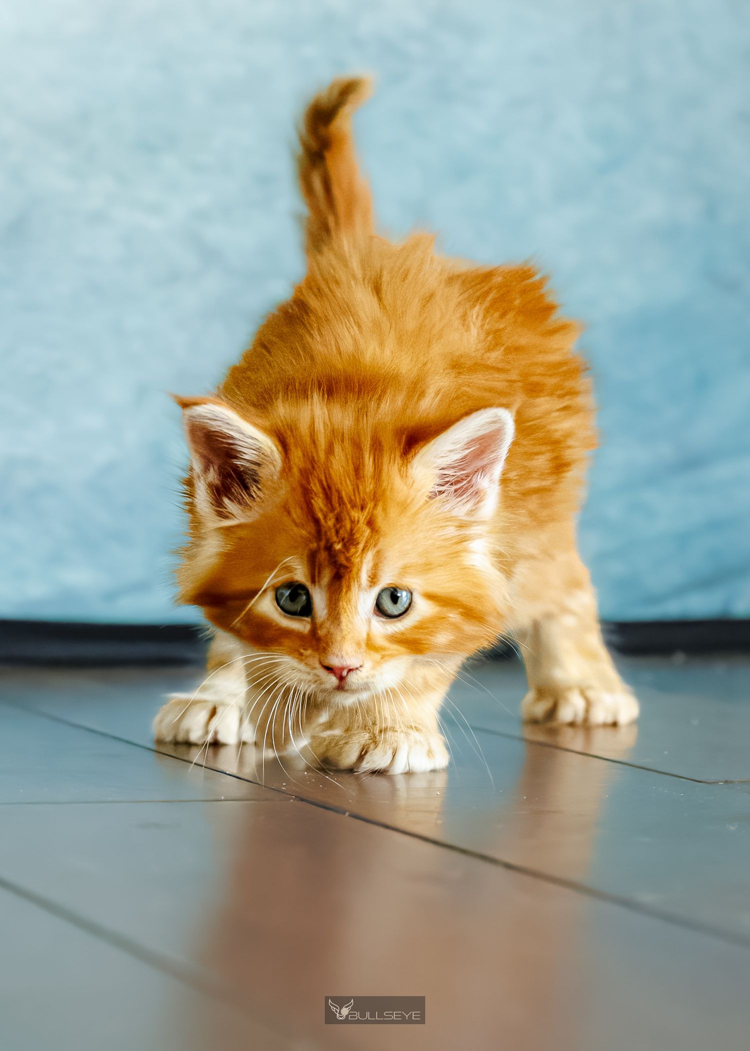 Ginger kitten crouches low on tiled floor with curious expression.