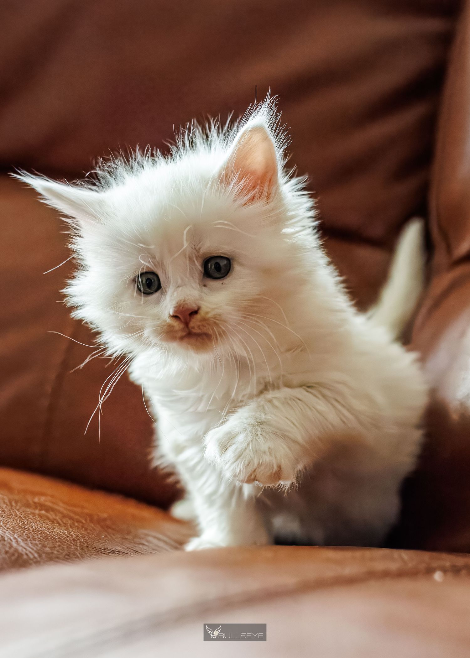 Fluffy white kitten rests on brown couch cushions in multiple playful poses.