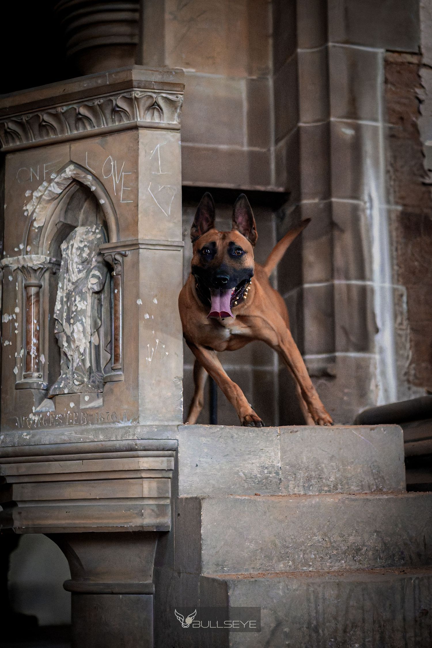 Majestic Belgian Malinois posed on gothic church architecture.