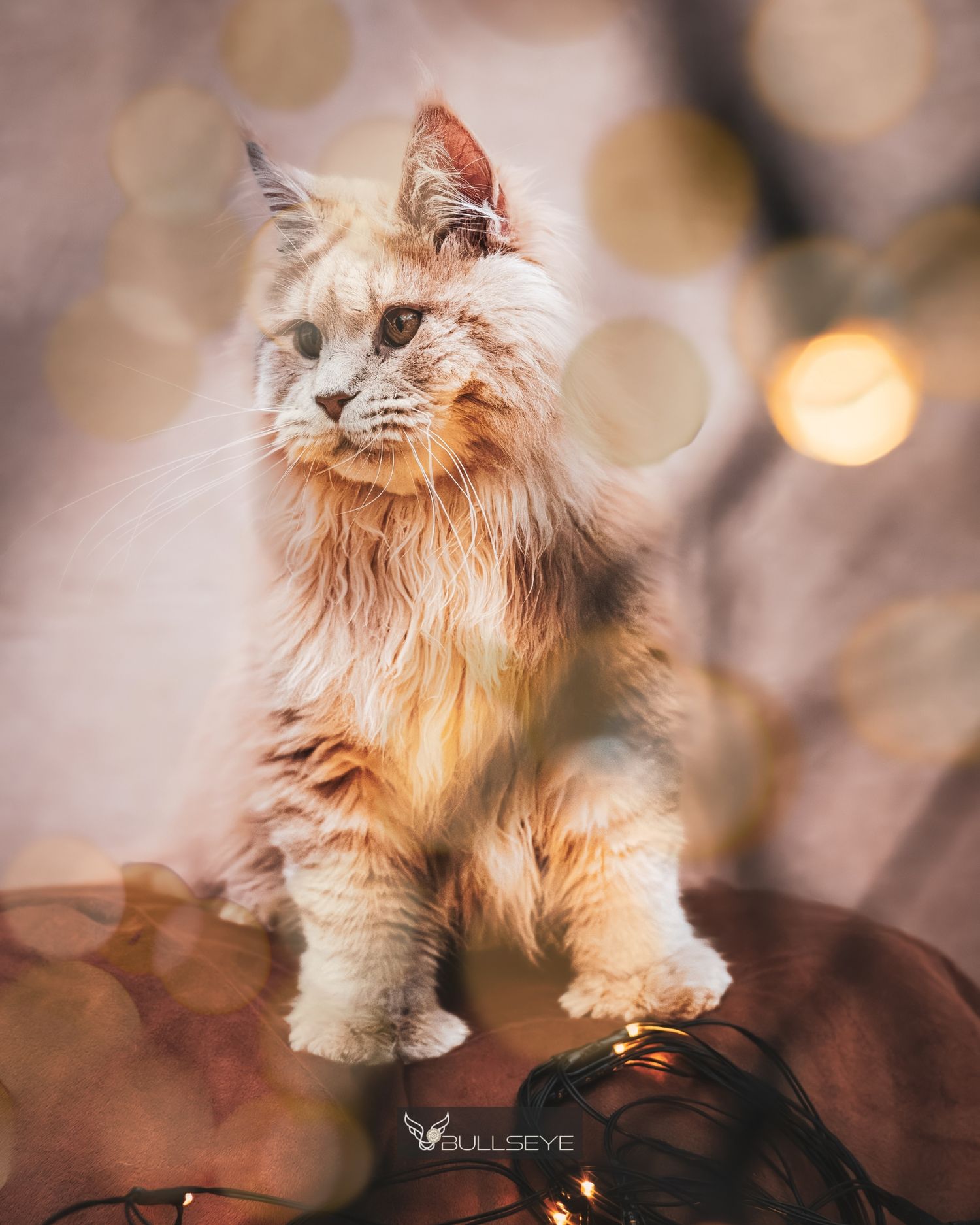 A fluffy orange Persian cat sits regally with soft bokeh lights in the background creating a dreamy atmosphere.