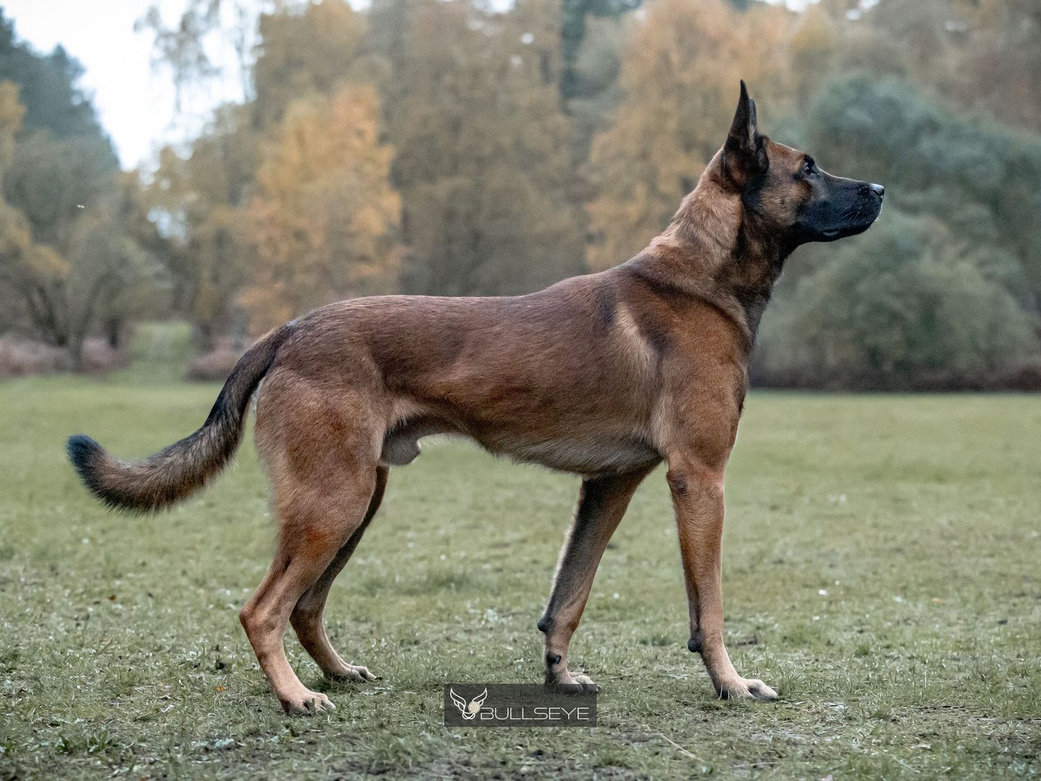 Belgian Malinois dog showing side profile stance on grass.