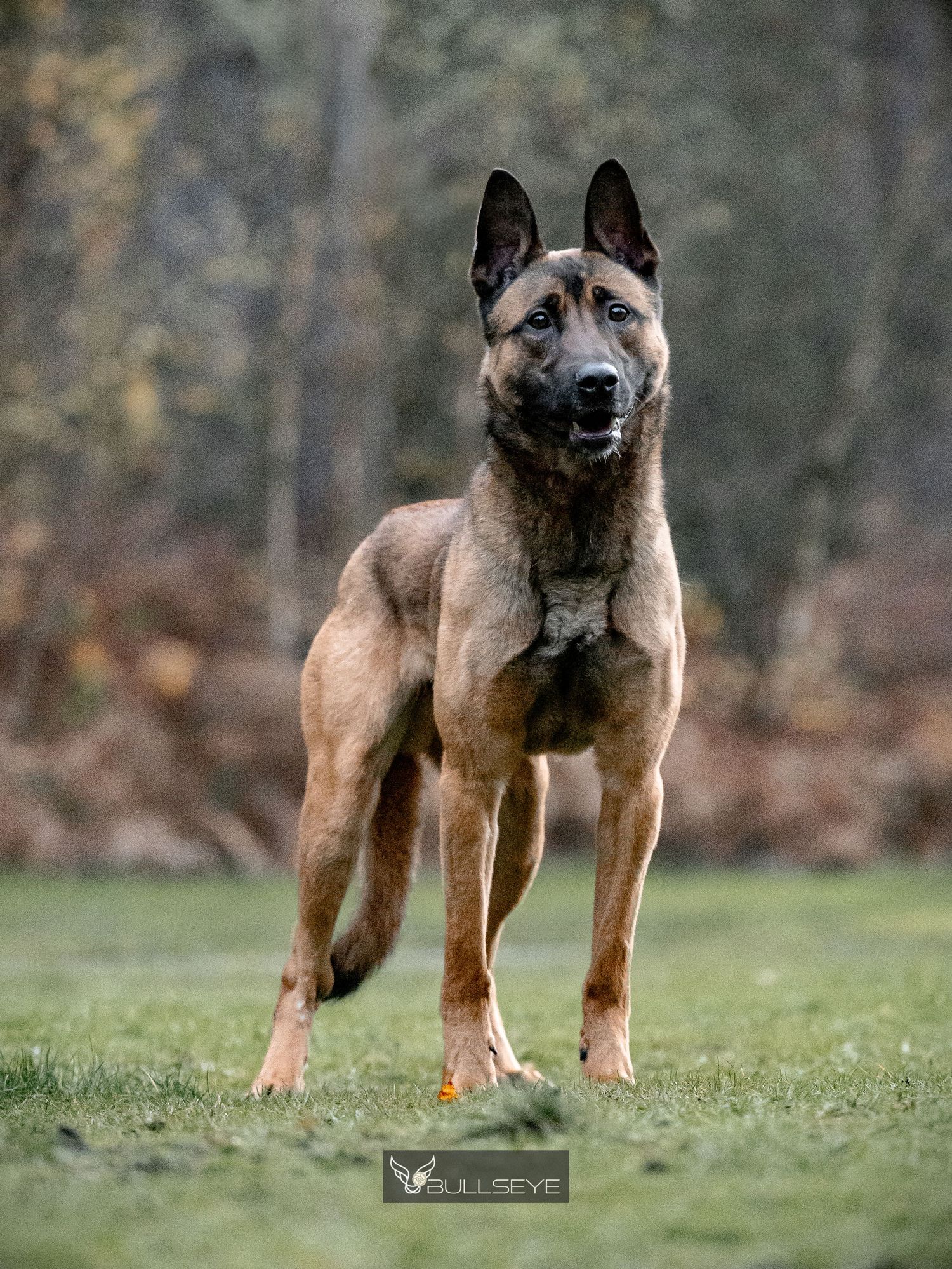 Belgian Malinois dog standing alert in profile view on grassy field KNPV during autumn.