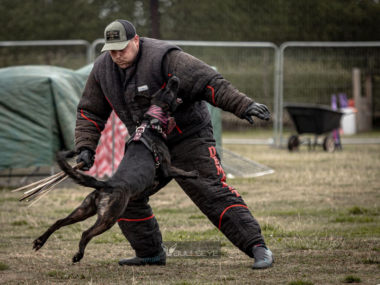 Working dog training session with protective gear and handler.