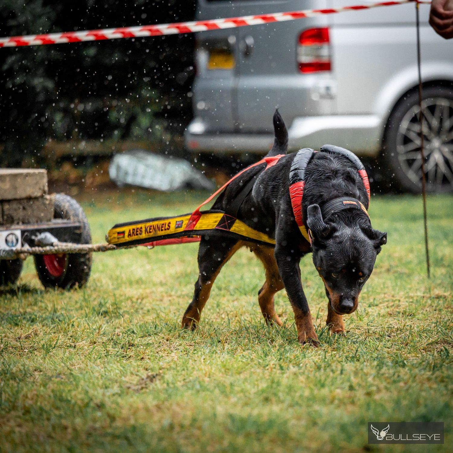 A Rottweiler carrying a training tool while practicing on grass.