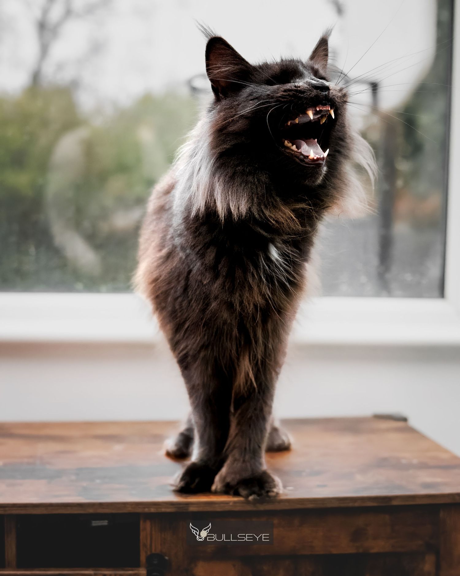A fluffy black cat sitting on a wooden table shows its profile in a series of five connected photos.