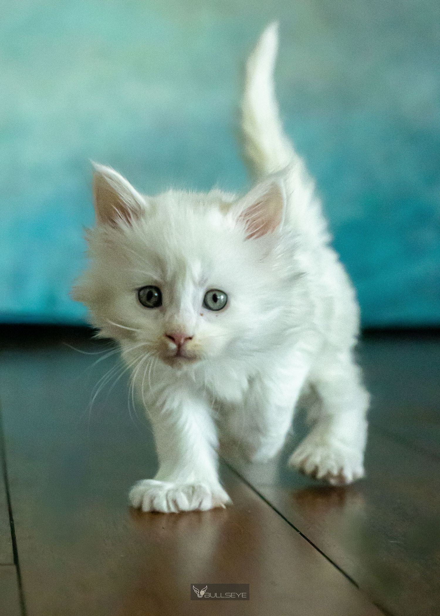 White kitten with soft fur moves gracefully across dark wooden floor.