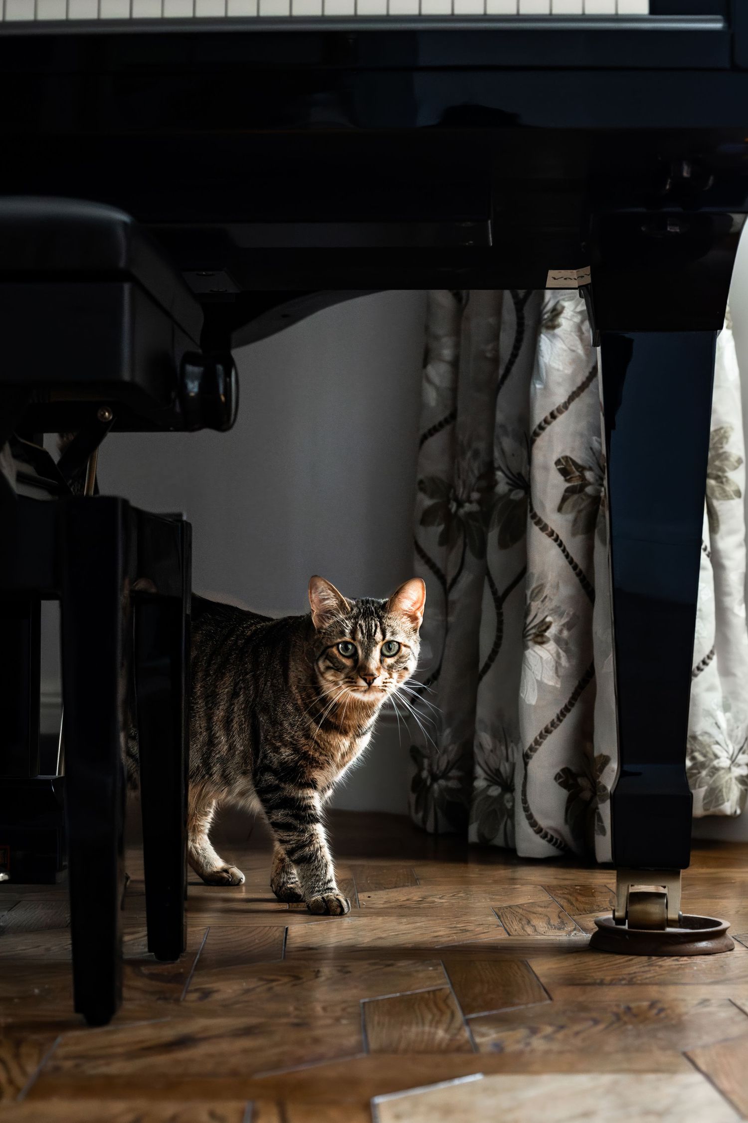 Tabby cat peeking out from behind furniture legs on a wooden floor in dramatic lighting.