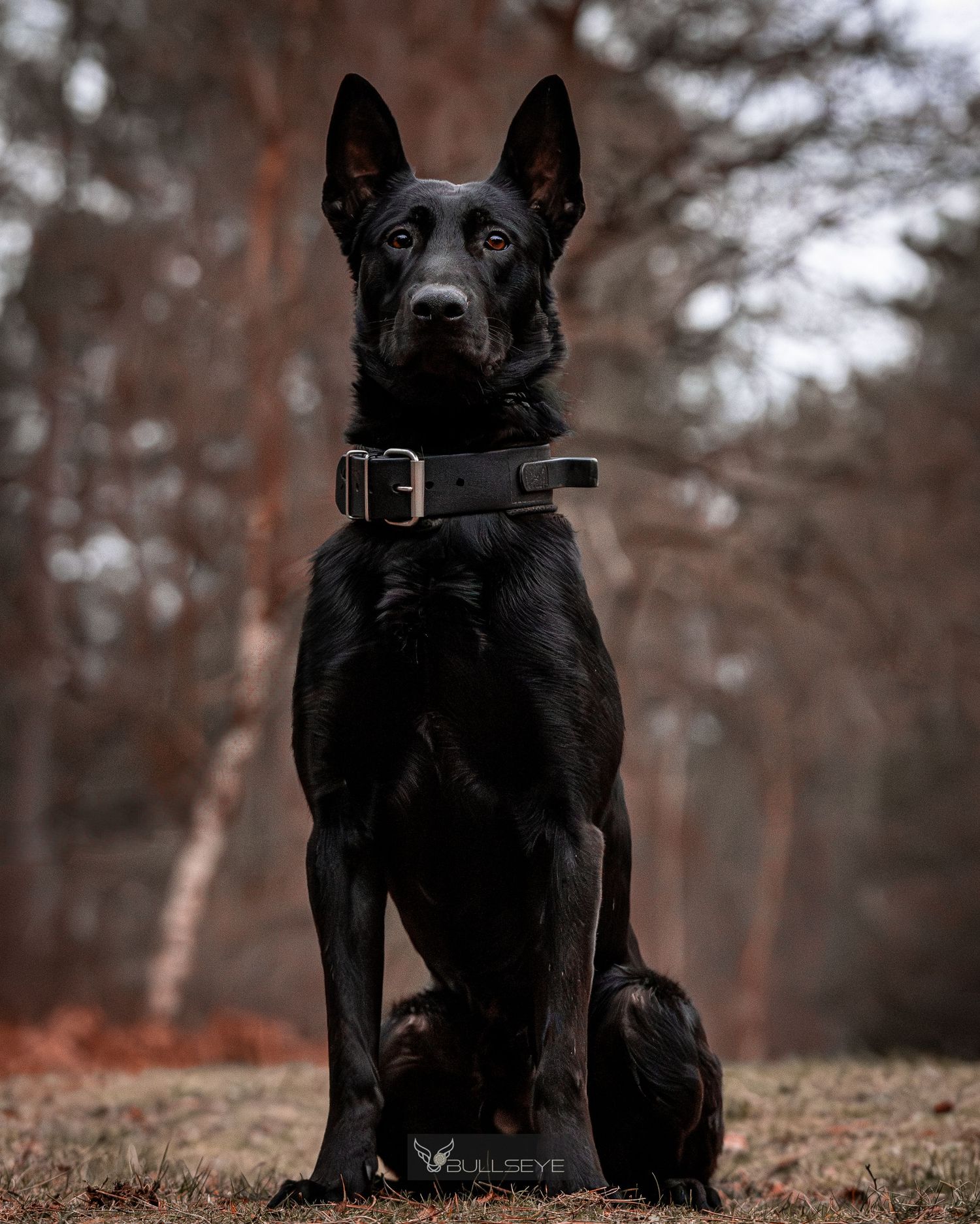 Black Belgian malinois wearing collar poses in autumn forest setting.
