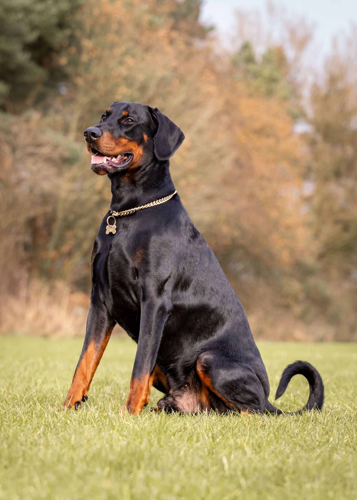 Proud Doberman sitting at attention in grassy field wearing gold chain collar.