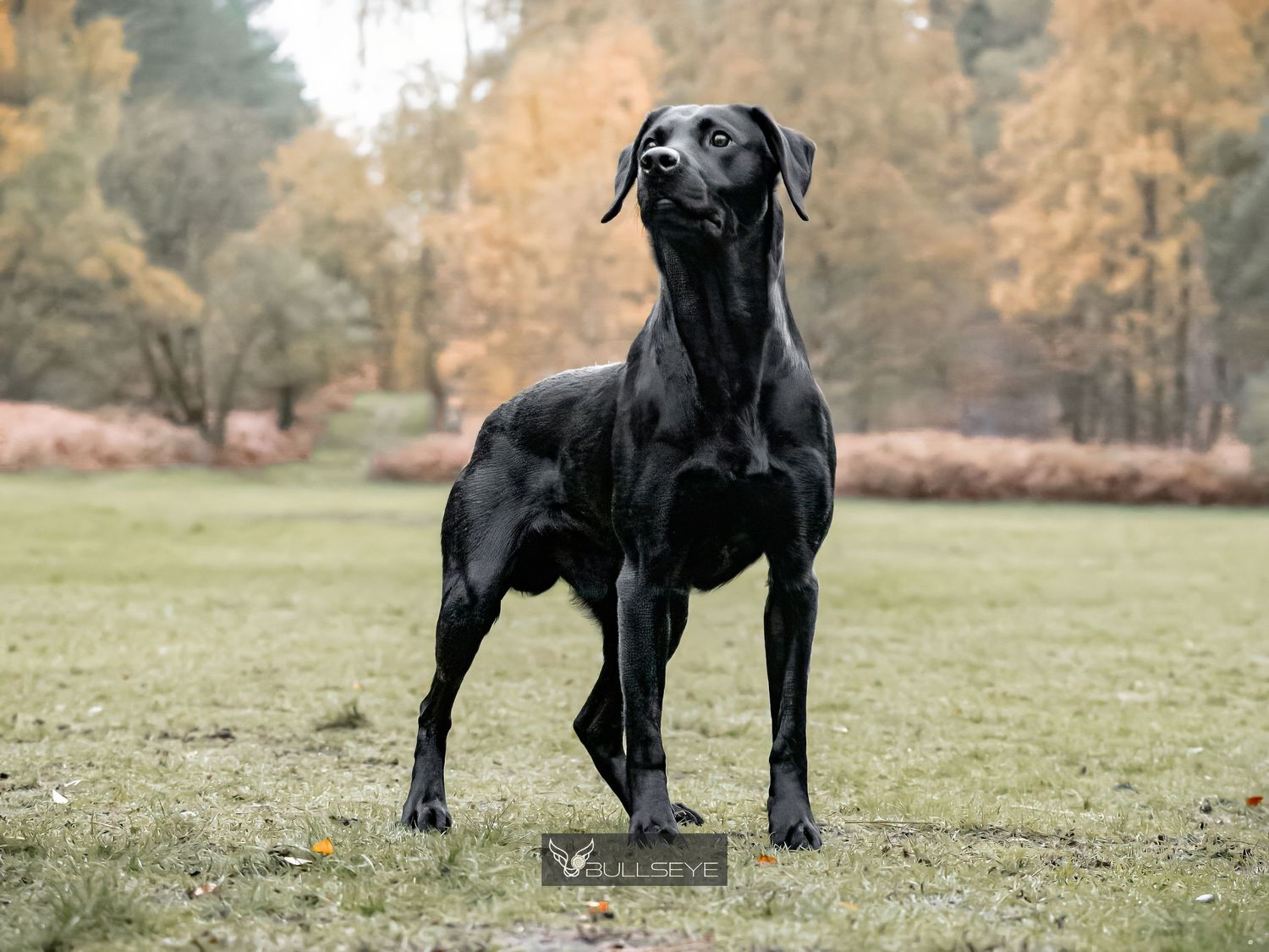 Elegant black Doberman standing proudly in autumn field.