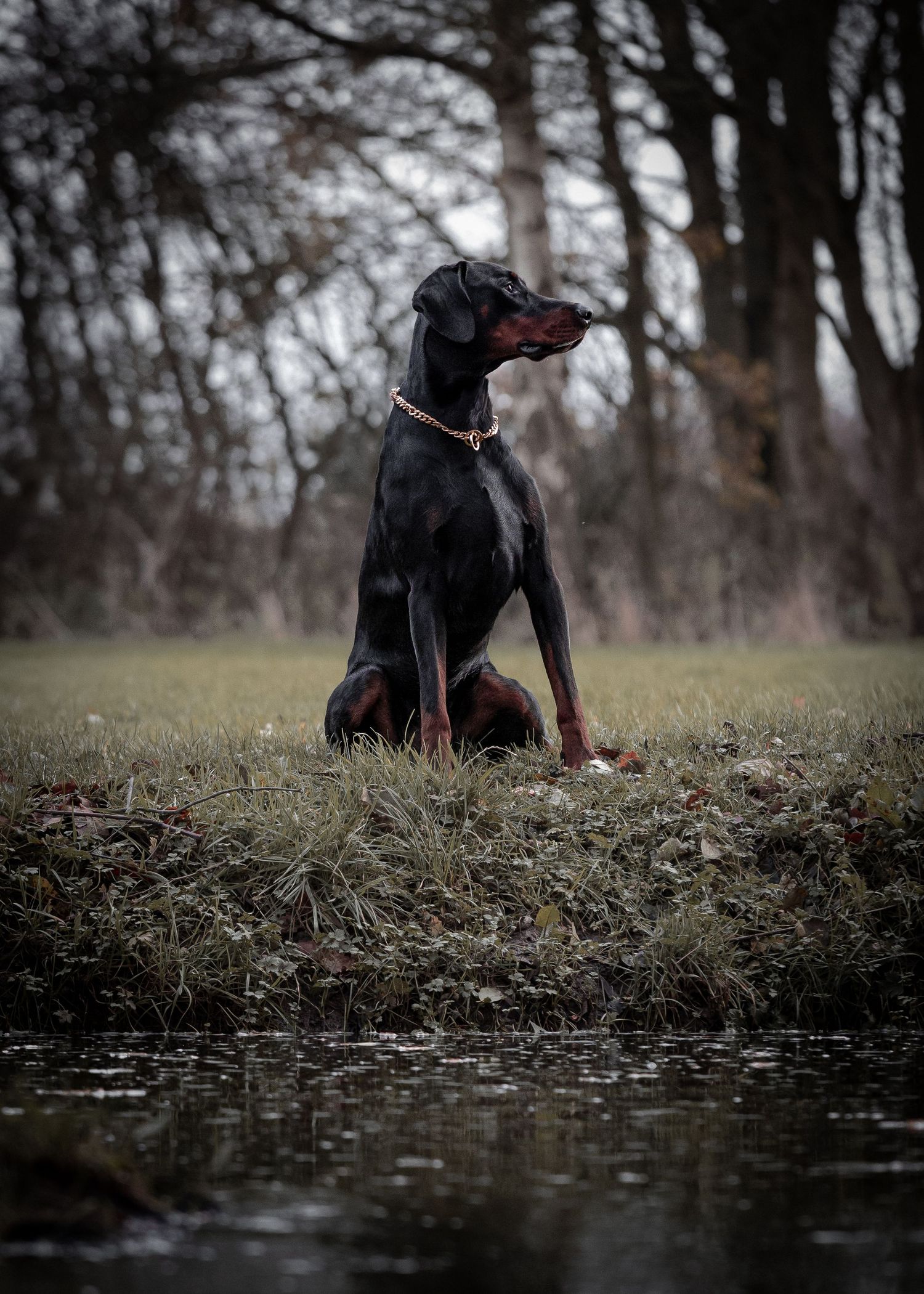 Black dog resting near water's edge in moody natural setting.