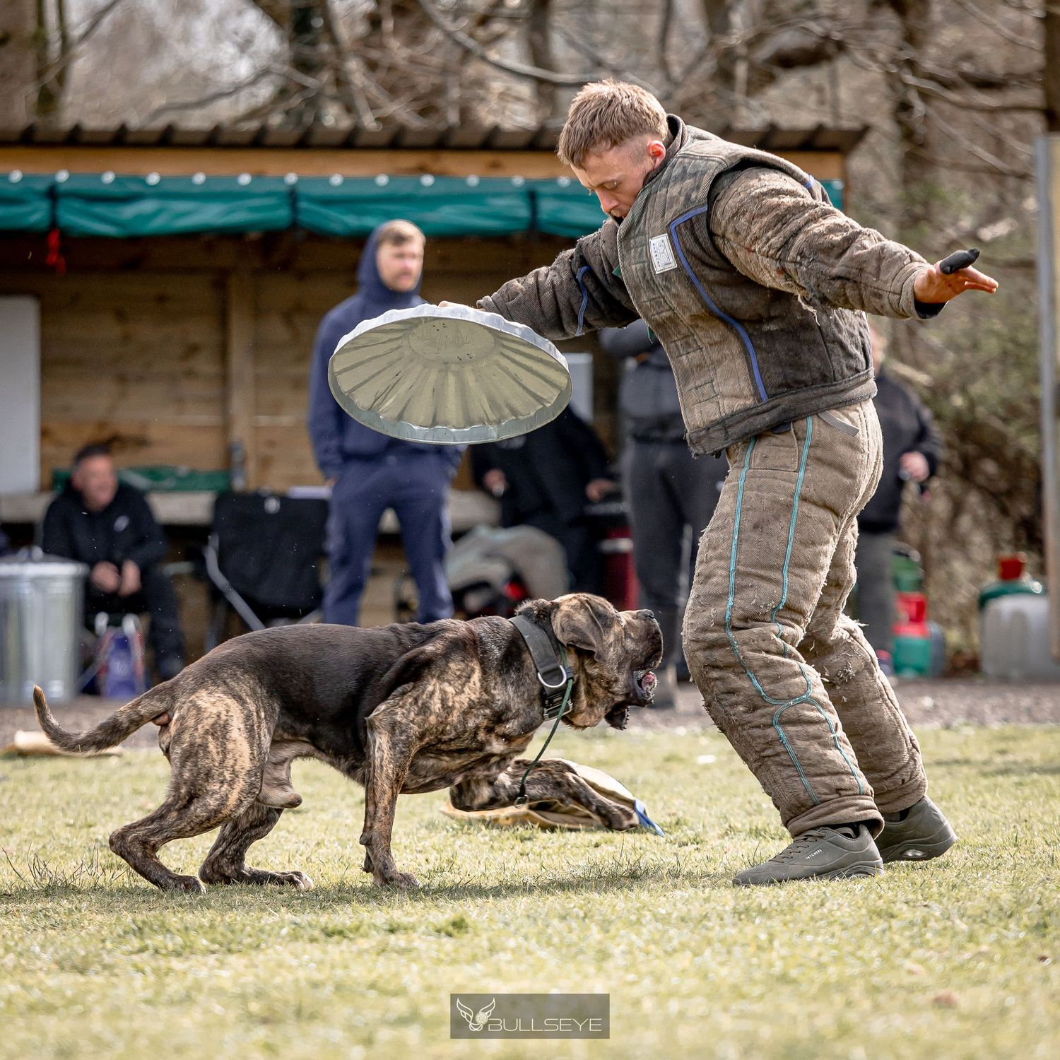 Dog training exercise with protective gear and frisbee in outdoor setting.
