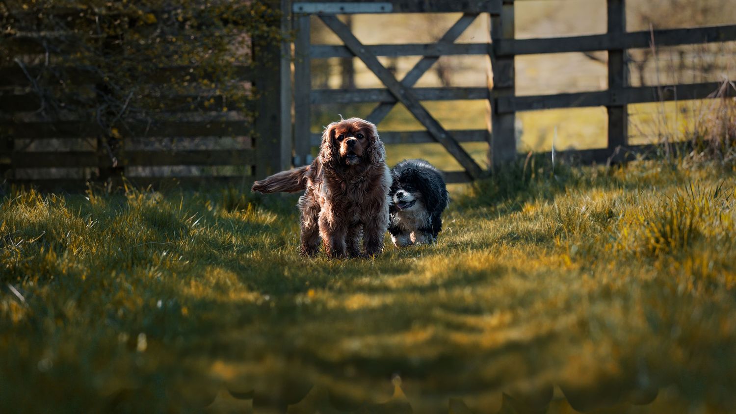 Black wooden fence silhouetted against golden sunset with dogs in foreground.