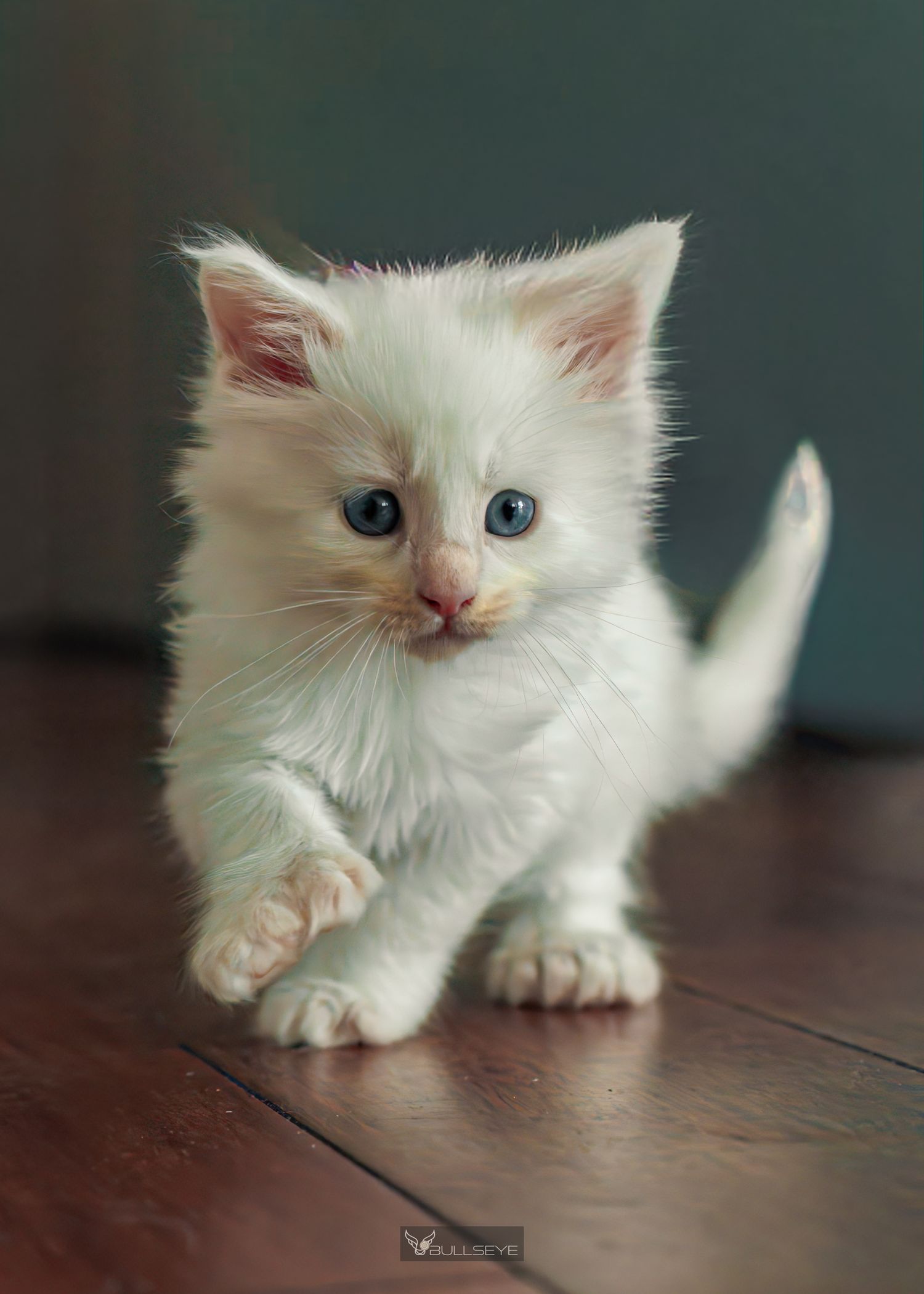 White kitten with blue eyes crawls across wooden floor in gentle lighting.