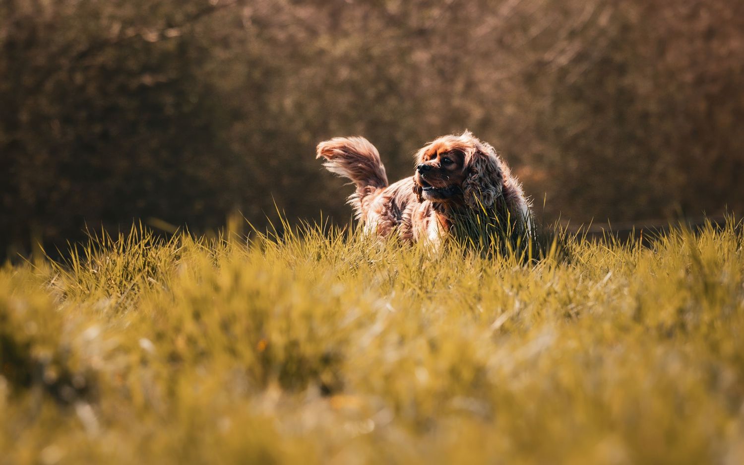 Dogs resting on grass with rustic wooden fence and autumn foliage in background.