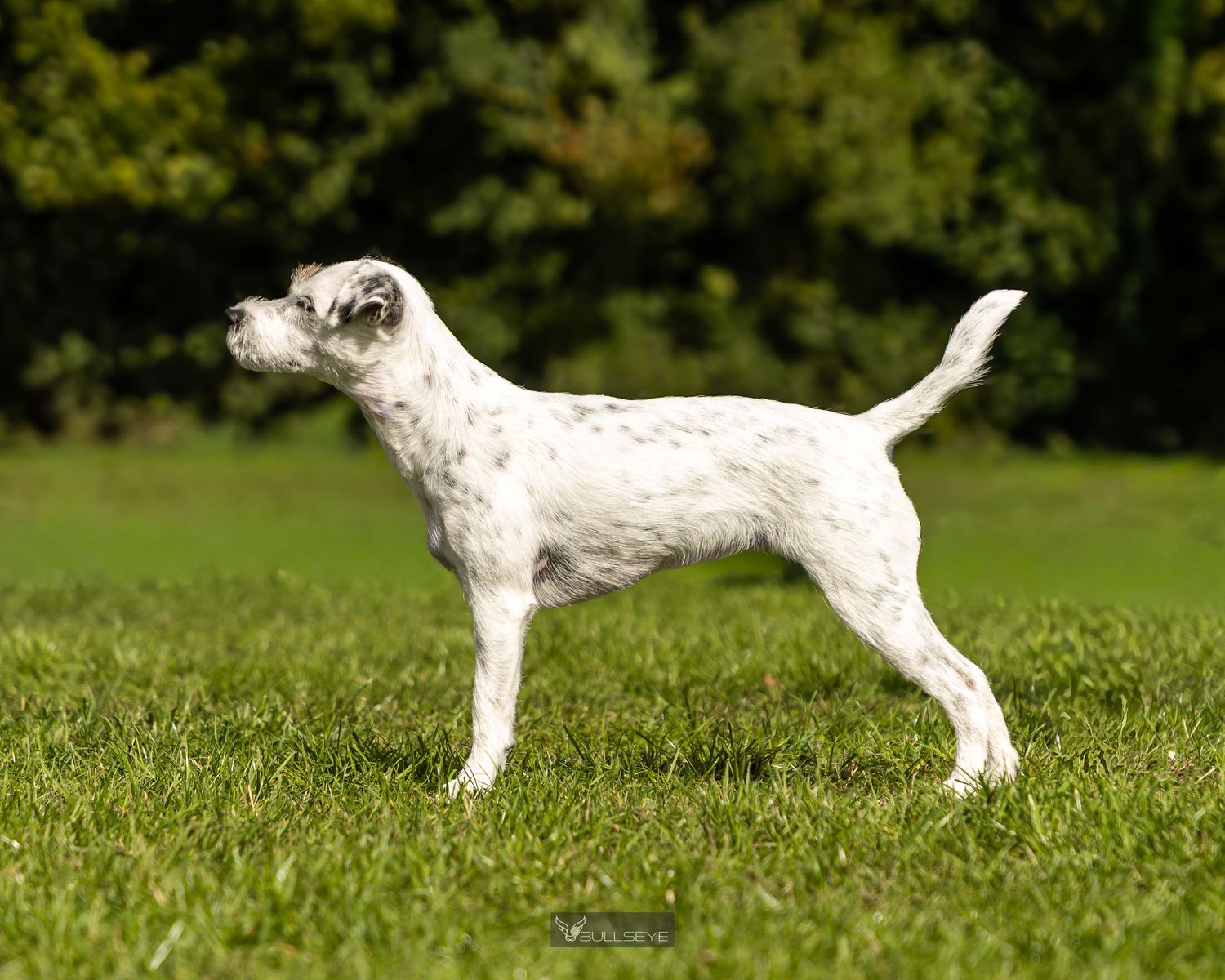 White terrier dog standing alert in profile on green grass with trees in background.