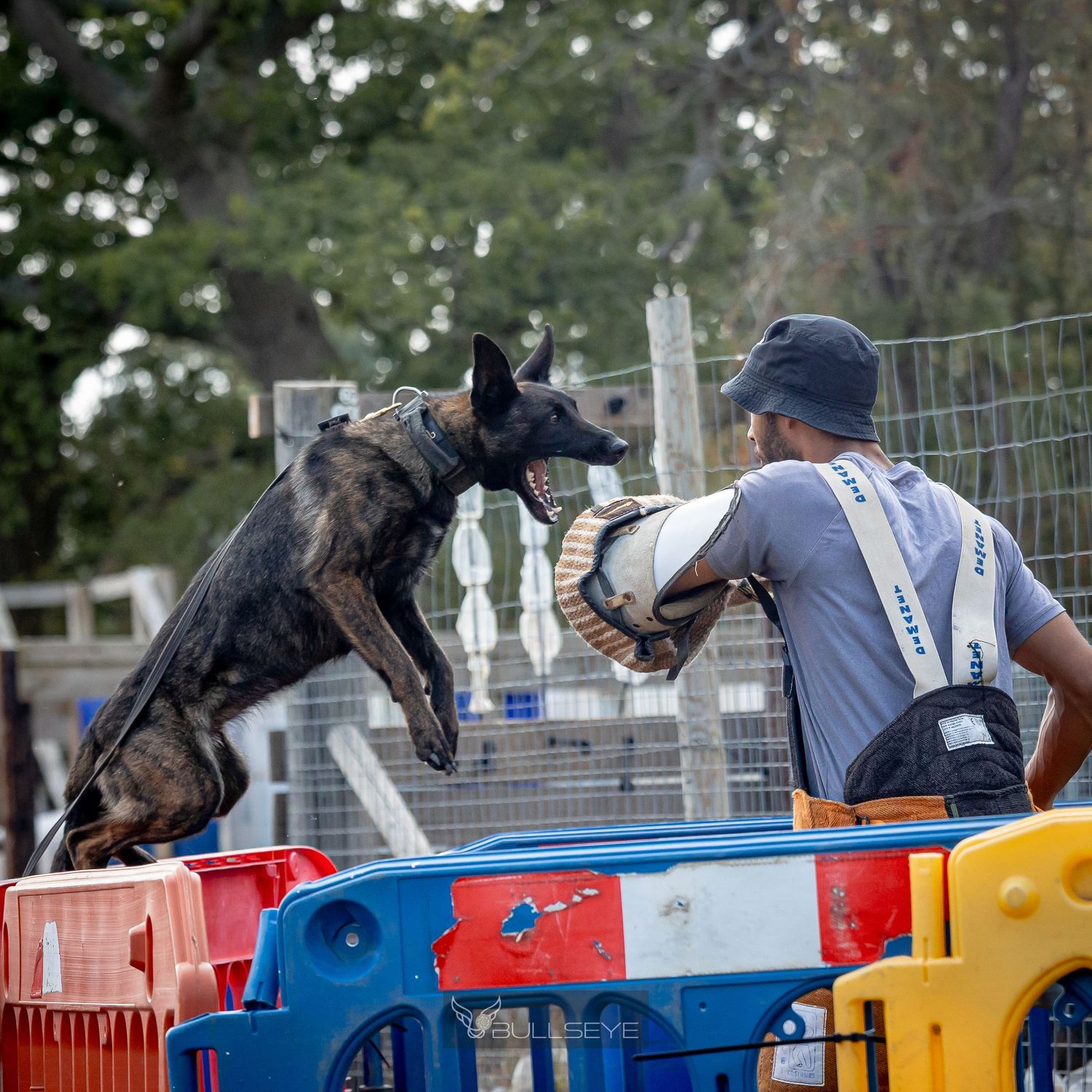 Working dogs practicing agility and search techniques across colorful training barriers.