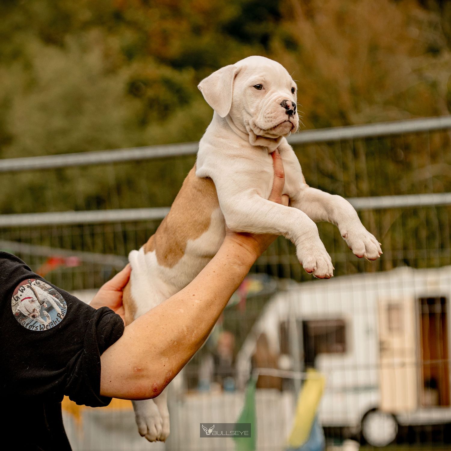 Light colored puppy being held up against an autumn outdoor background.