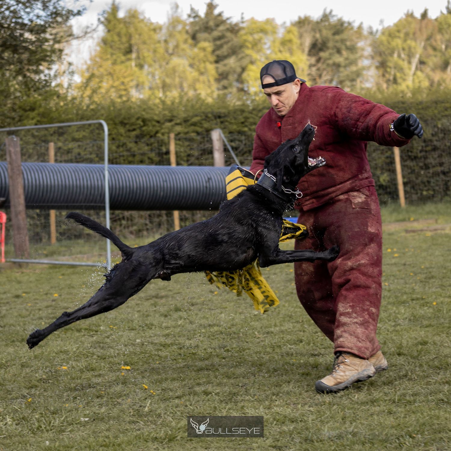 A black dog leaps at a man in a red protective suit during a Schutzhund training session outdoors.