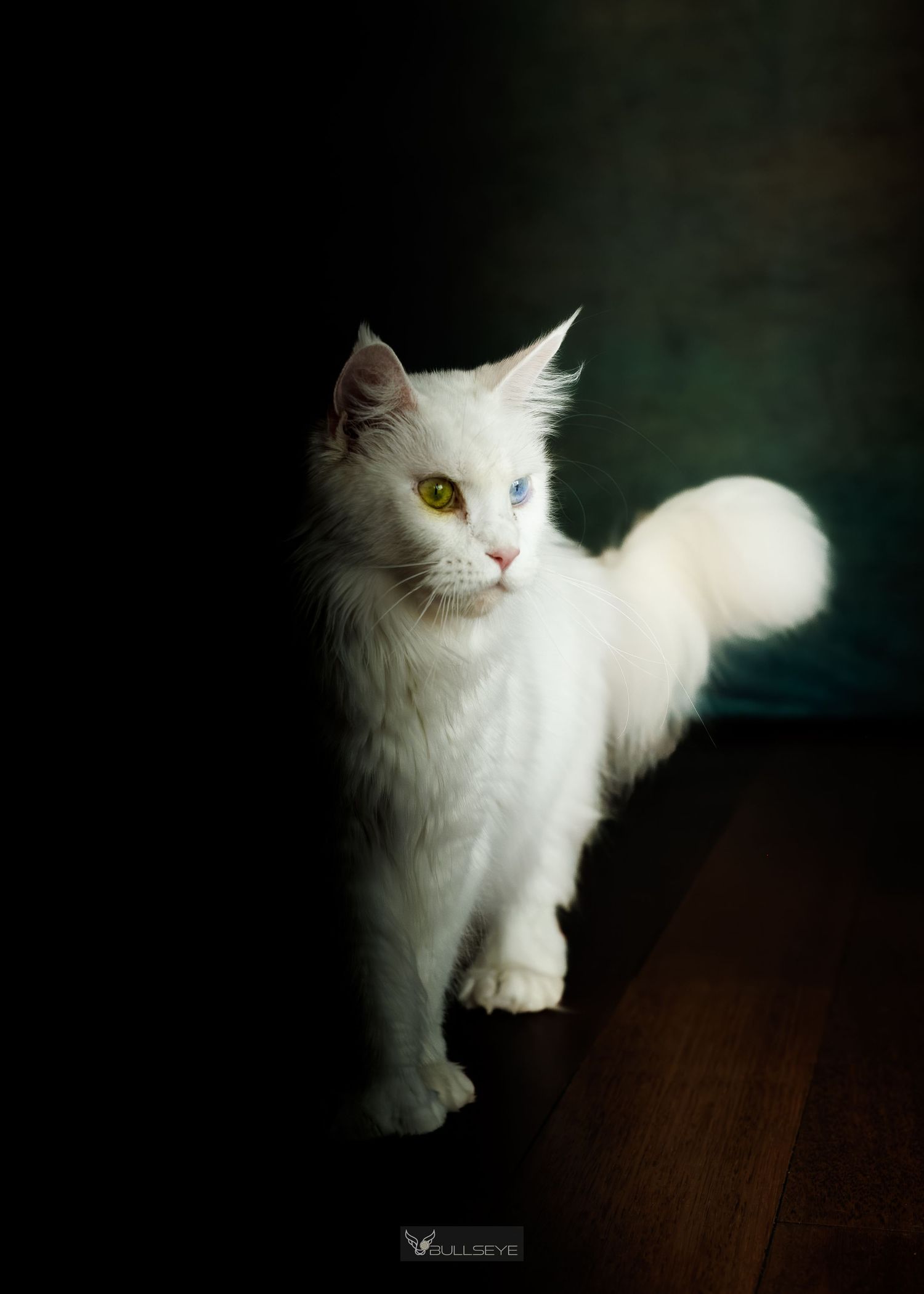 White fluffy cat with bright eyes poses against dark background in series of elegant portraits.