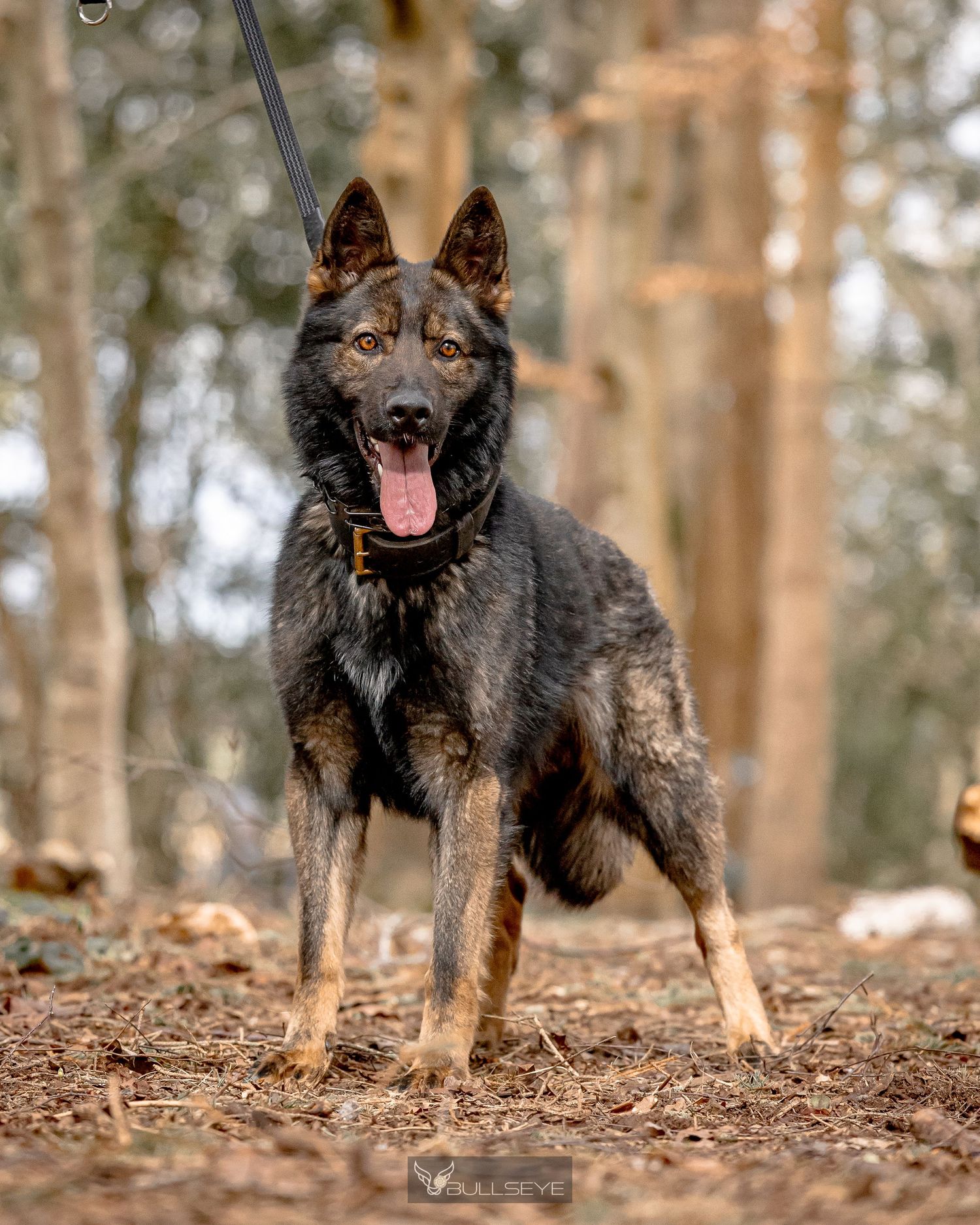 German Shepherd dog playing in autumn forest with fallen leaves.