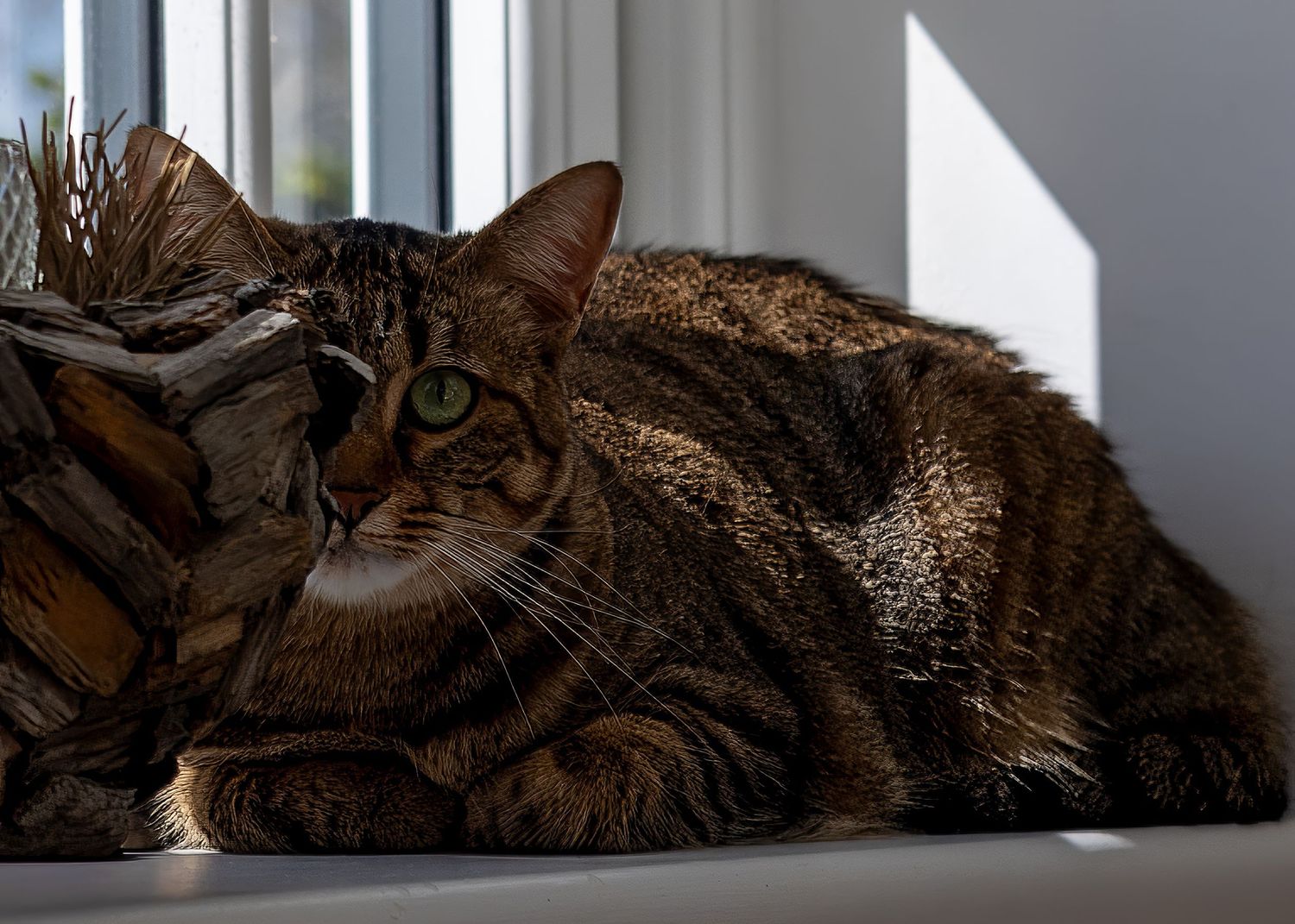 Brown tabby cat resting by window in soft natural light.
