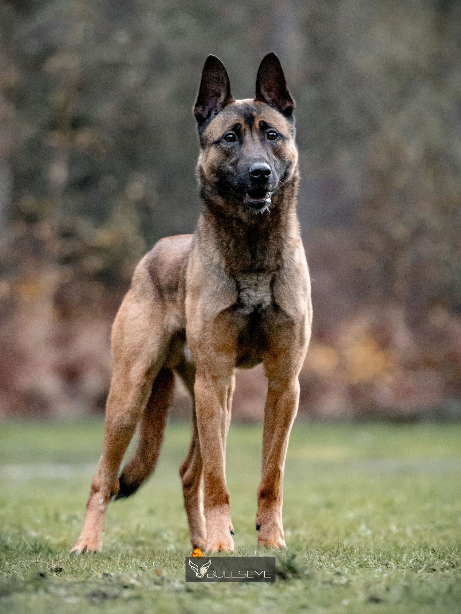Belgian Malinois puppy standing alert in grass during autumn.