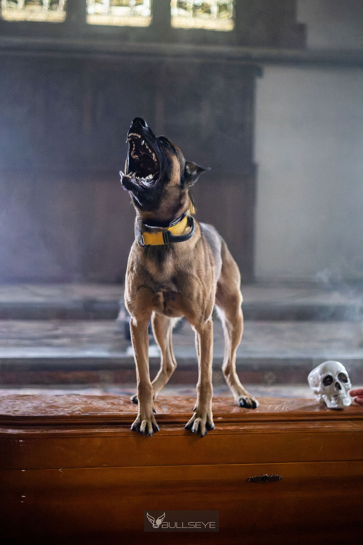 Belgian Malinois in protective gear performing training exercises on elevated platform.
