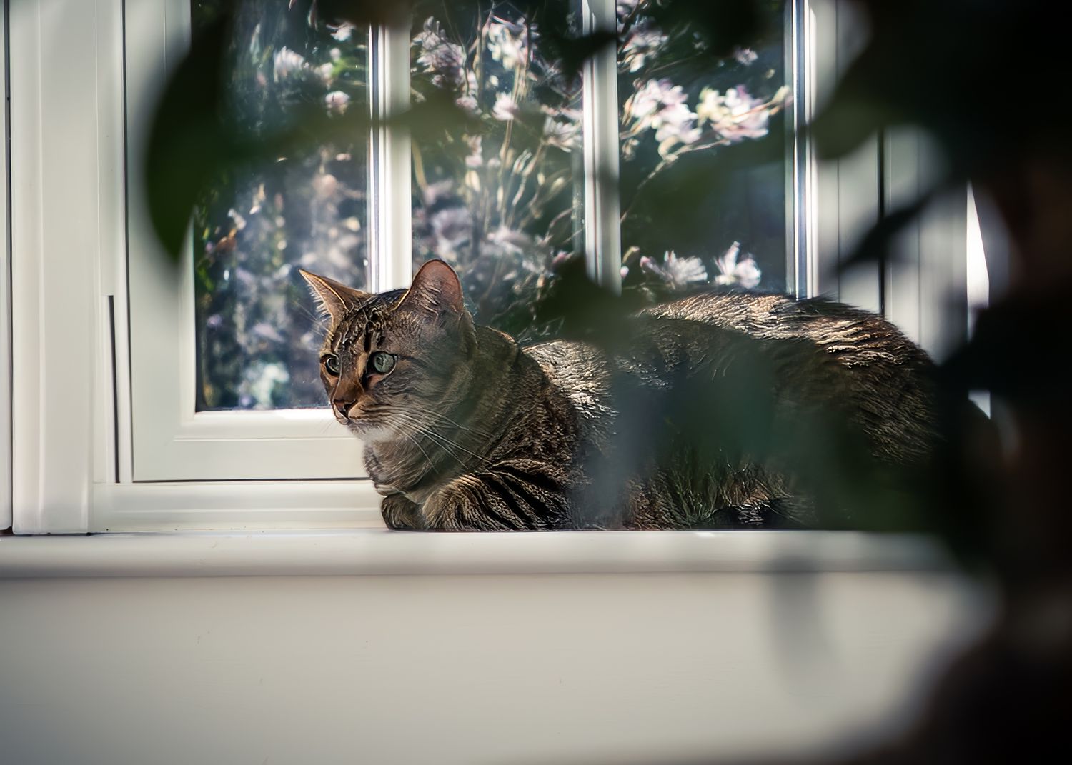 Striped cat lounging in window sill with dramatic shadows and natural lighting.