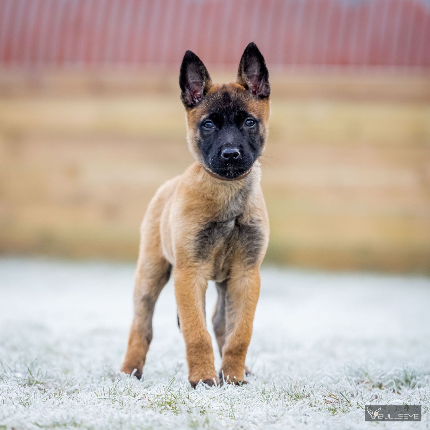 Belgian Malinois puppy walking through frosty grass on winter morning.