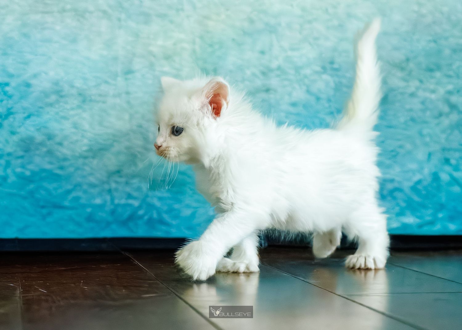 White kitten plays and explores on tiled floor against blue backdrop.