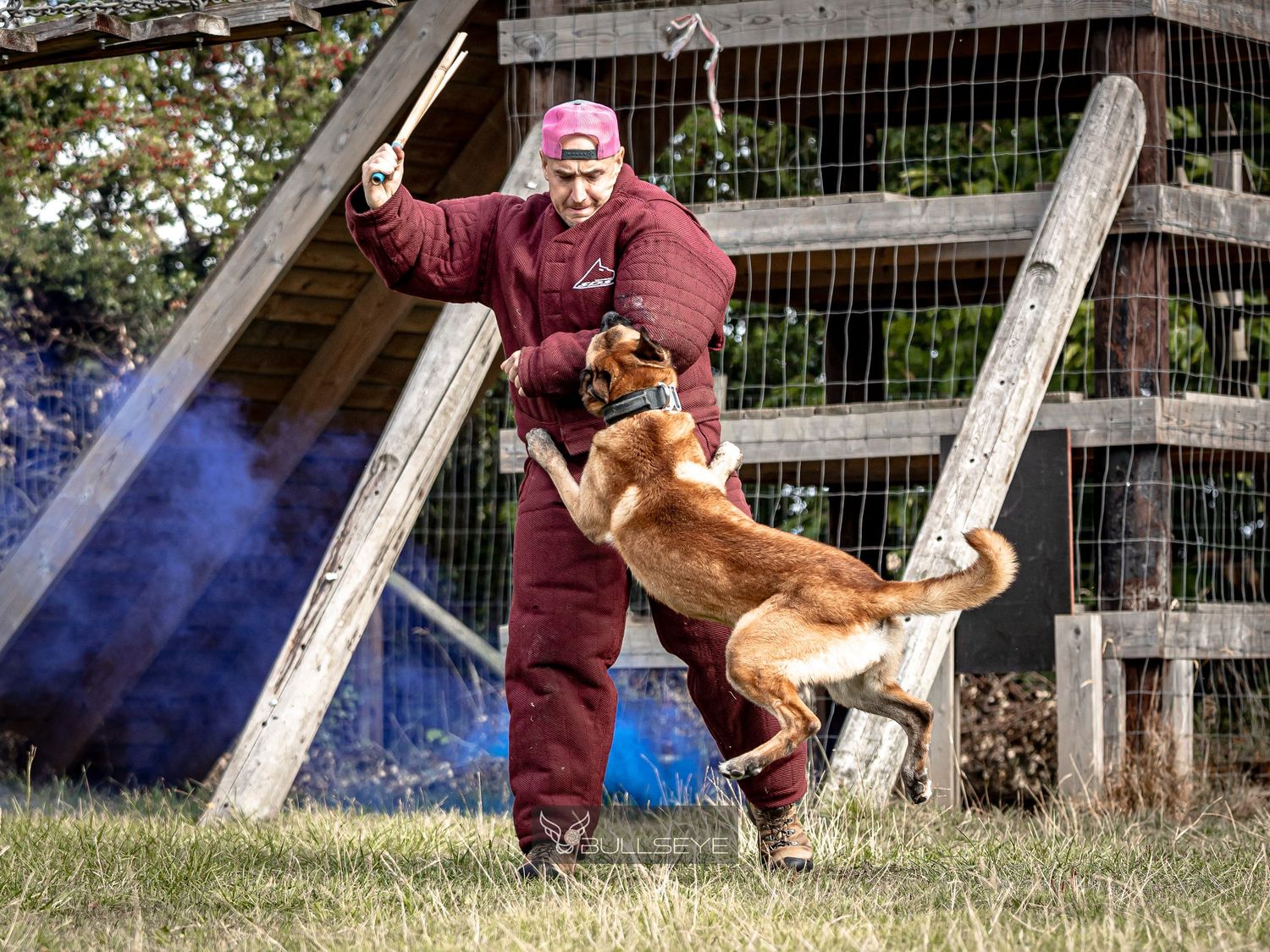 A brown dog performing a high-intensity bite training exercise with protective gear.