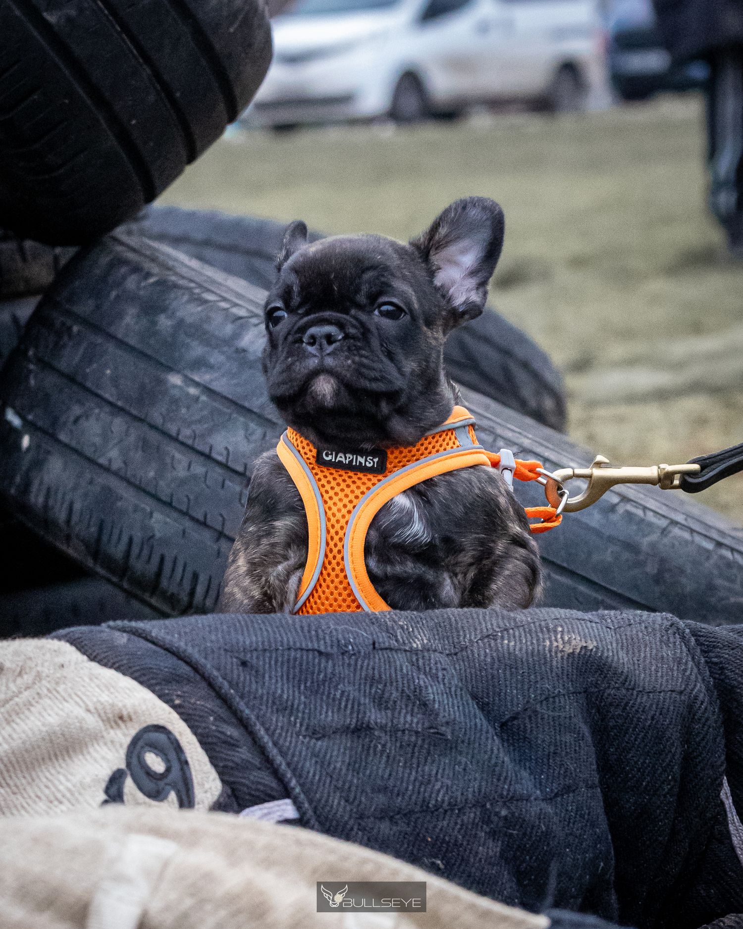 French Bulldog puppy wearing orange harness sitting against tire.