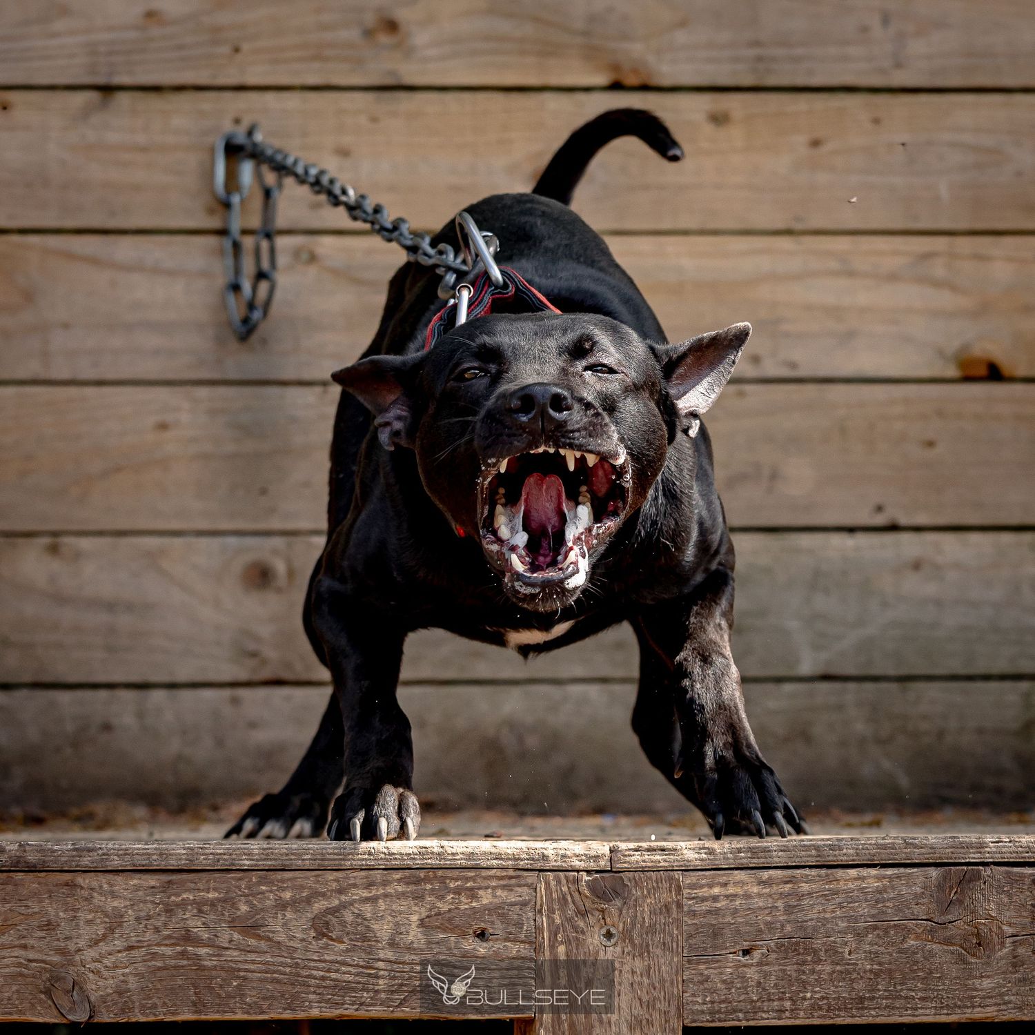 Black dog playing aggressively with a toy on wooden boards in dynamic action shots.