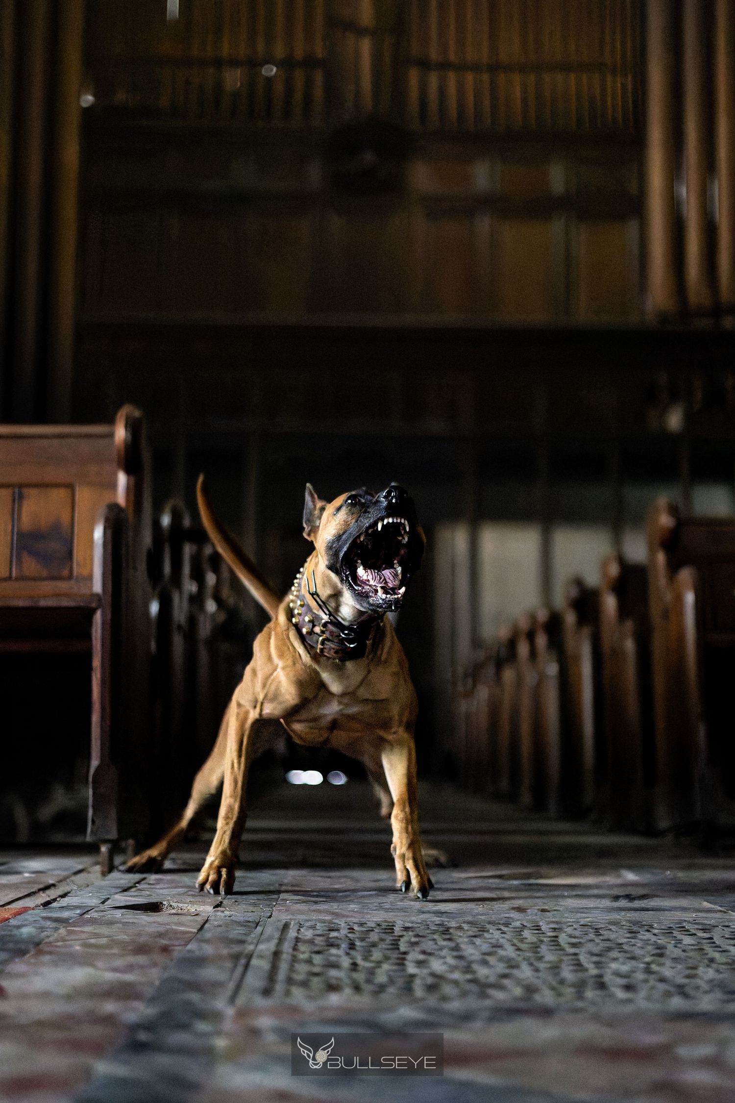 Bullherder dog running through dark church with dramatic lighting.