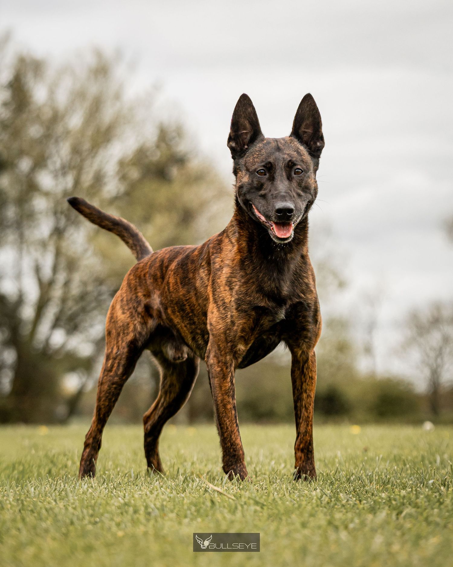 Brindle Dutch Shepherd dog standing alert on green grass with trees in the background.