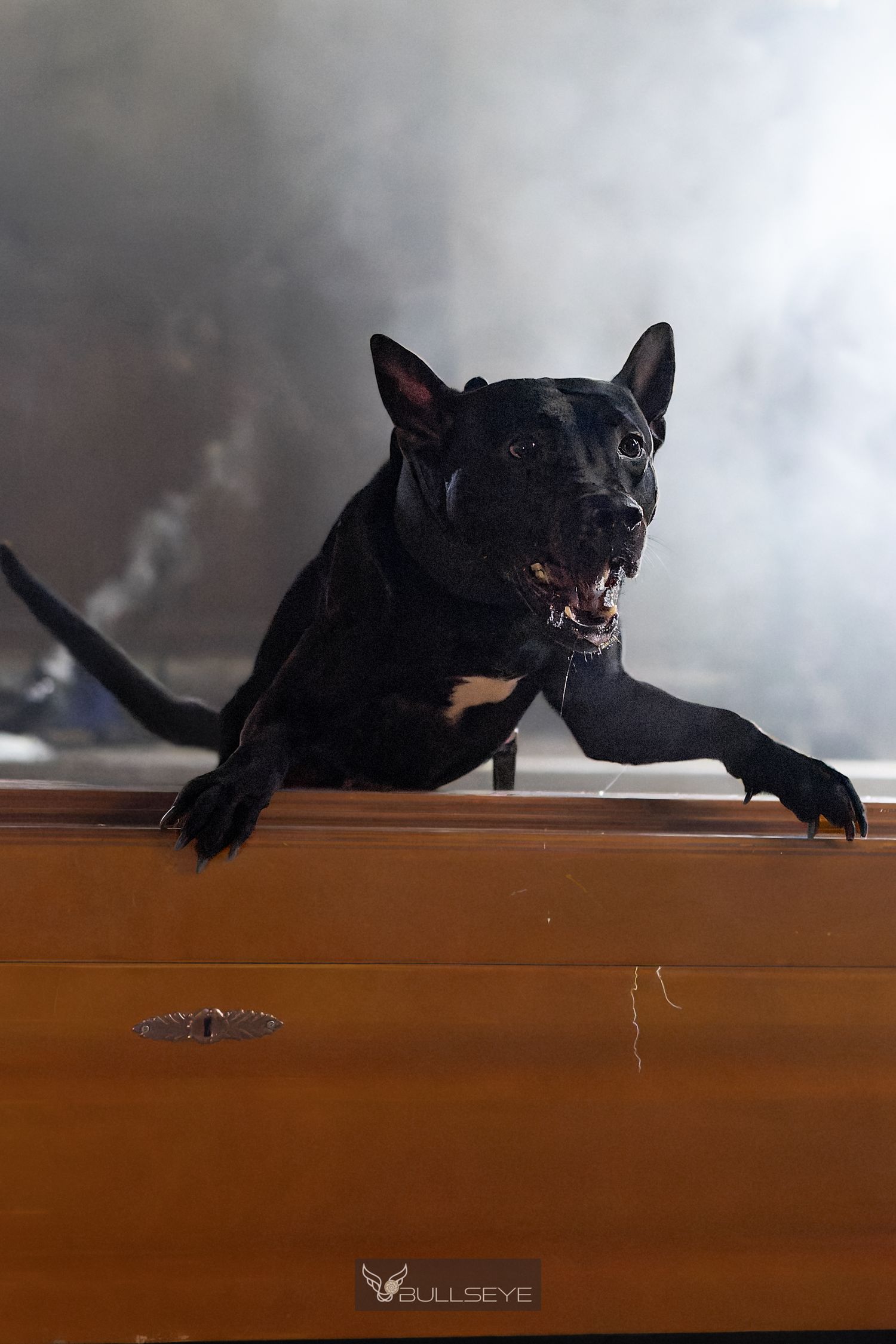 Aggressive black Pit Bull dog leaning over wooden box with dramatic smoky background.