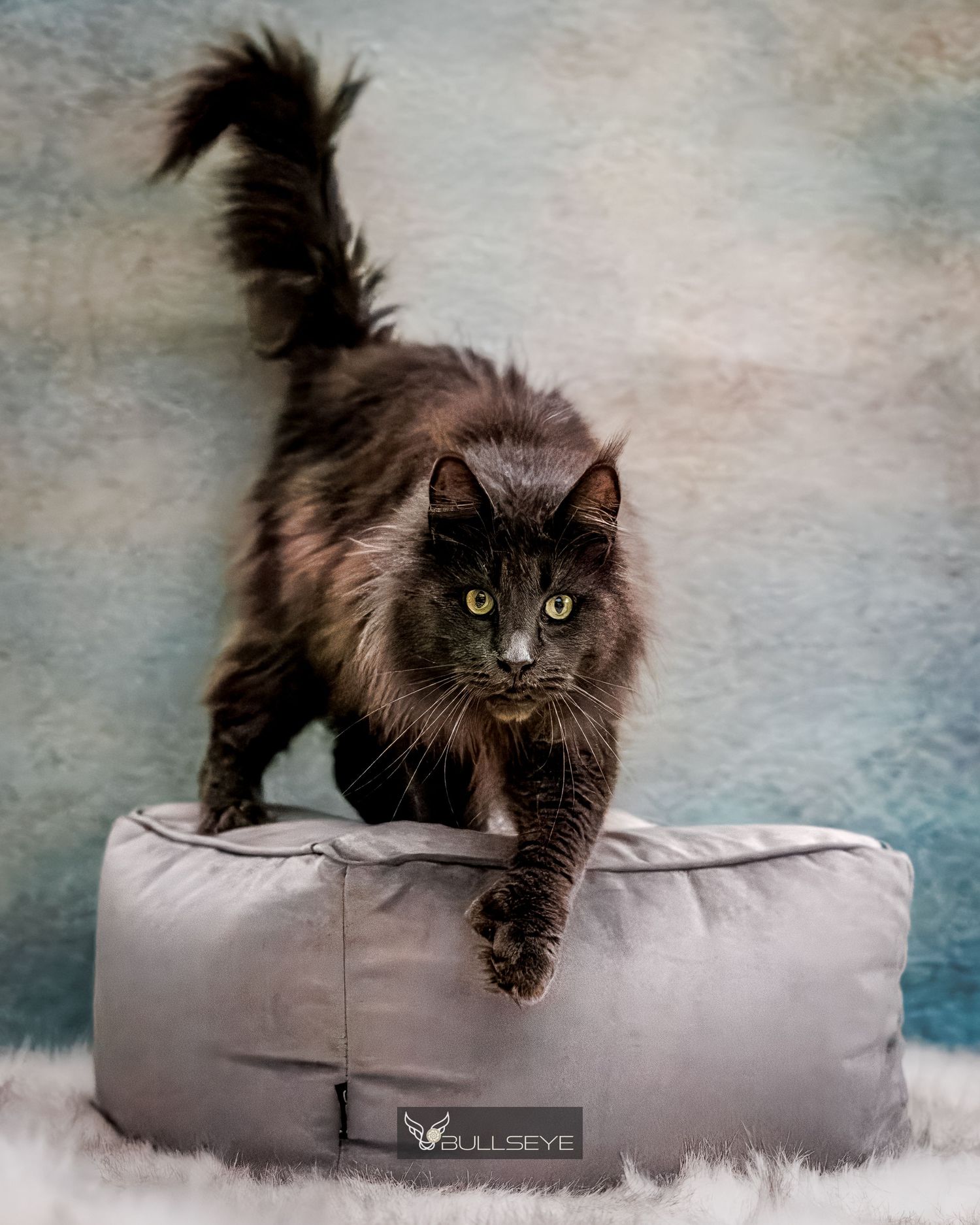 A black long-haired cat lounges gracefully on a light gray cushion against a textured blue background.