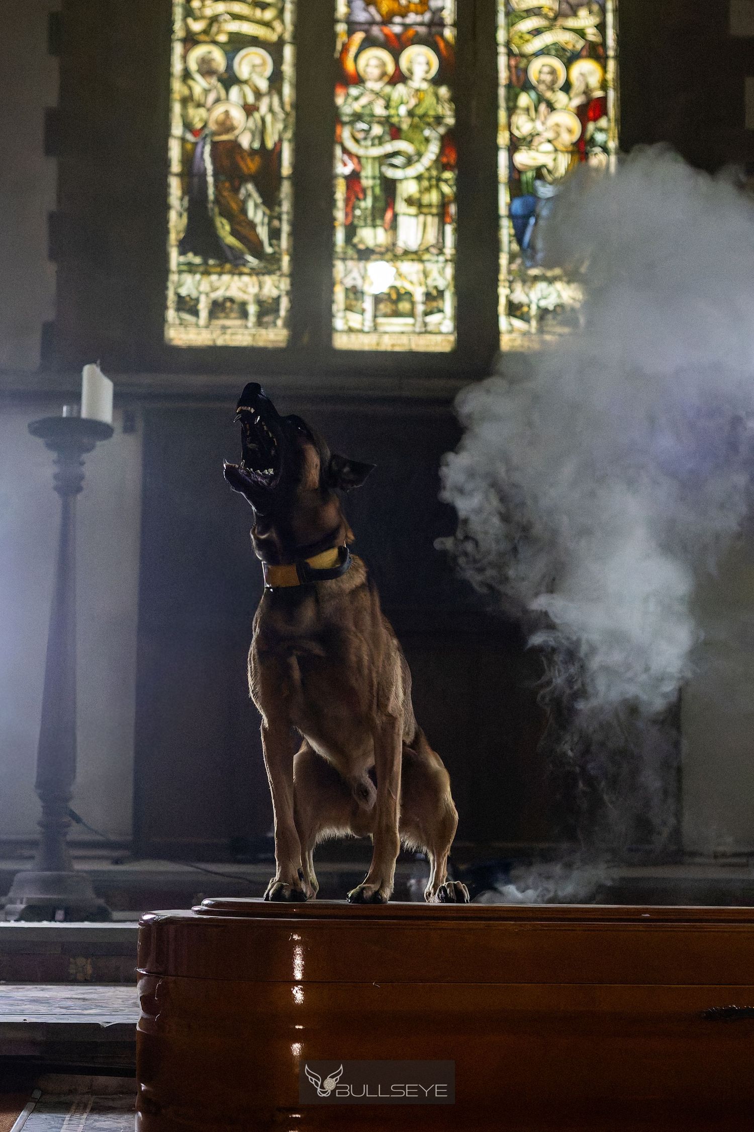 Belgian Malinois dog standing on wooden platform in atmospheric church setting with stained glass windows.