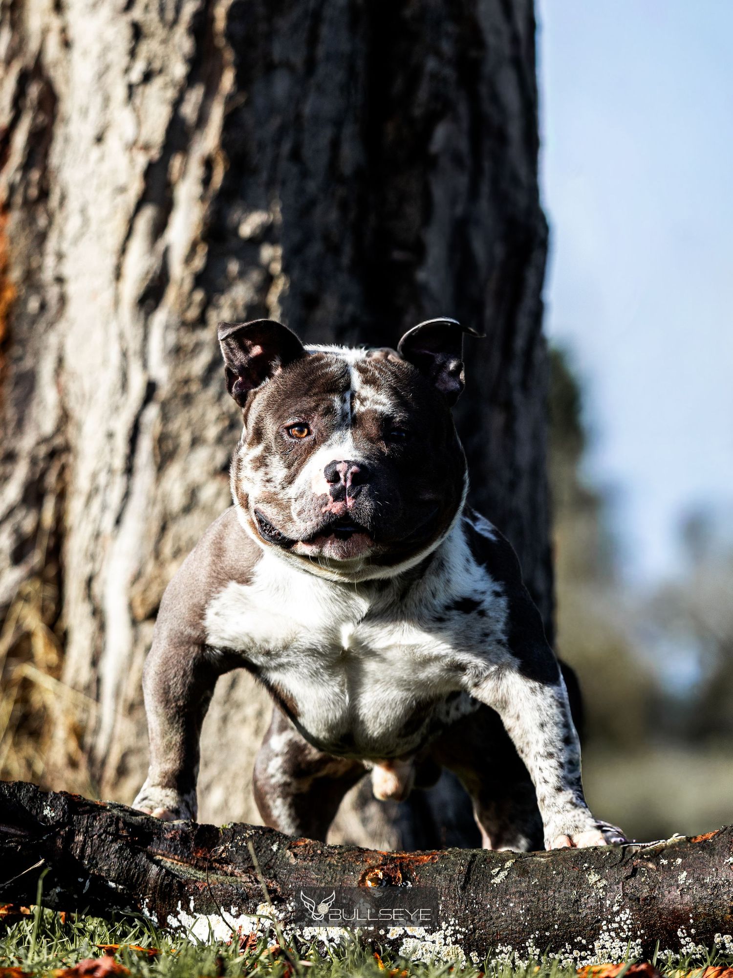 Brown and white pit bull dog sitting alertly against tree trunks in an outdoor forest setting.