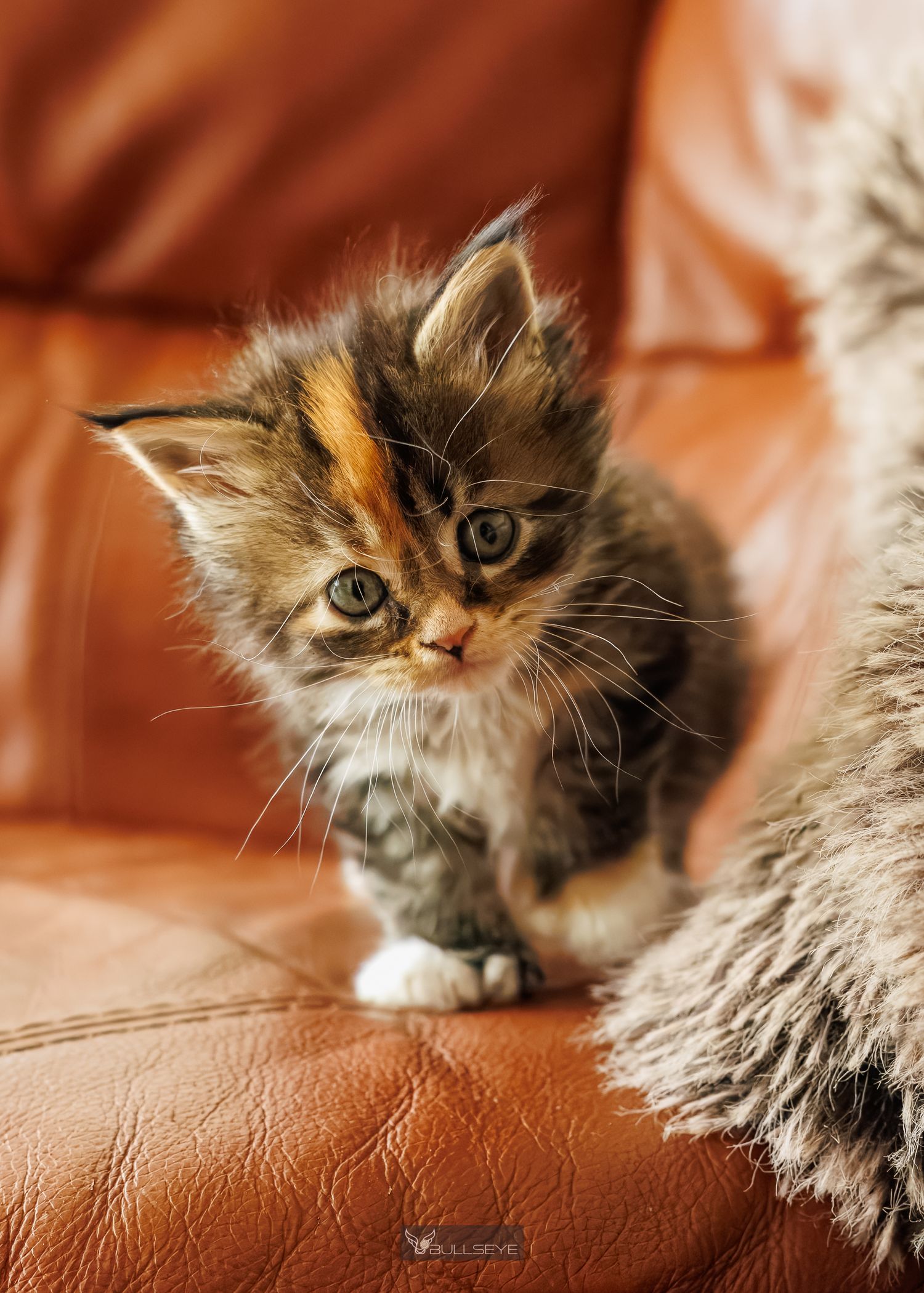Calico kitten lounges on brown leather couch in various relaxed poses.