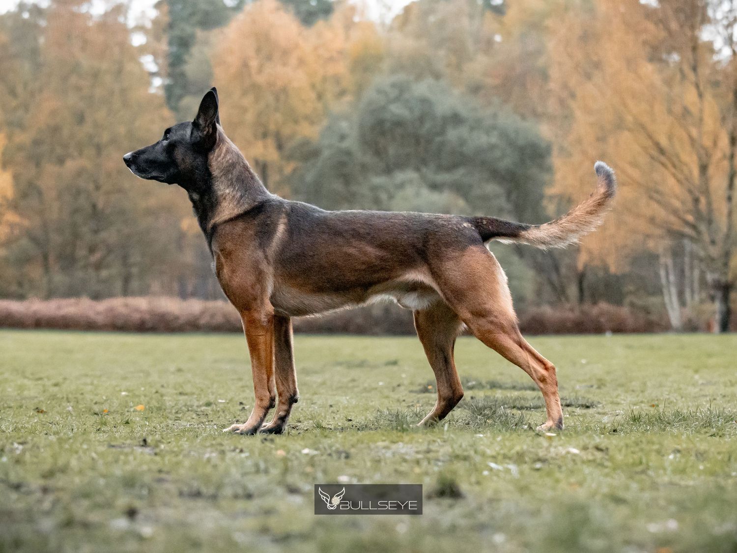Two dogs playing together in a grassy field during autumn.