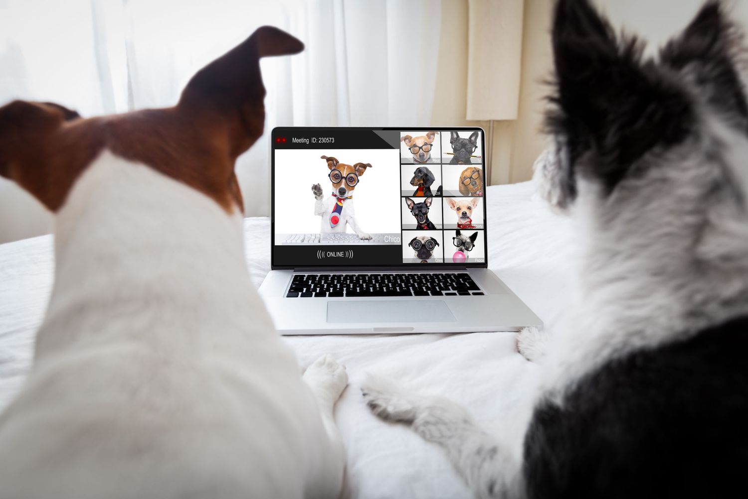 Professional dogs in an office setting working on laptops and computers.