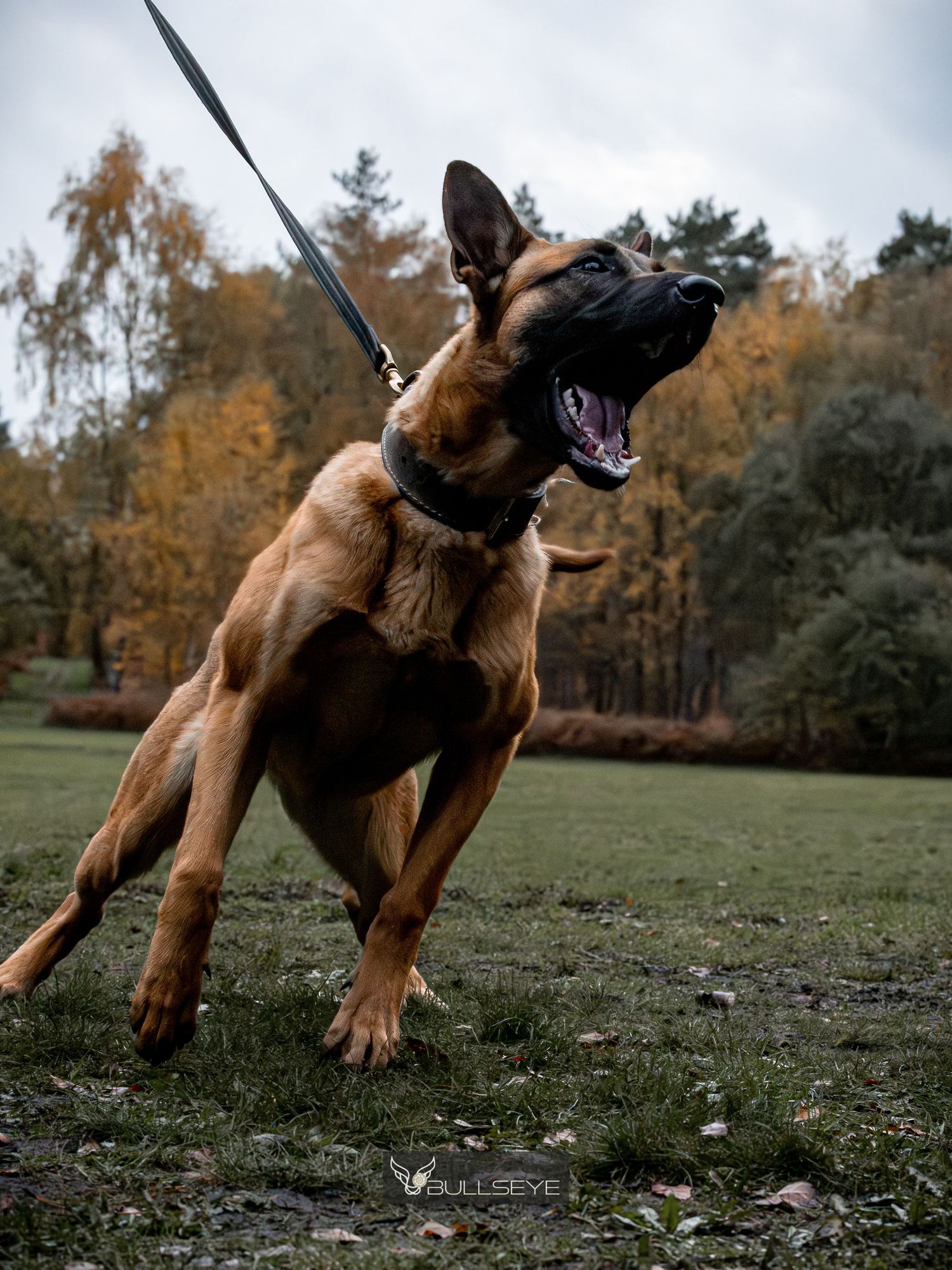 Belgian Malinois dog in dynamic motion during training exercises on outdoor KNPV field.