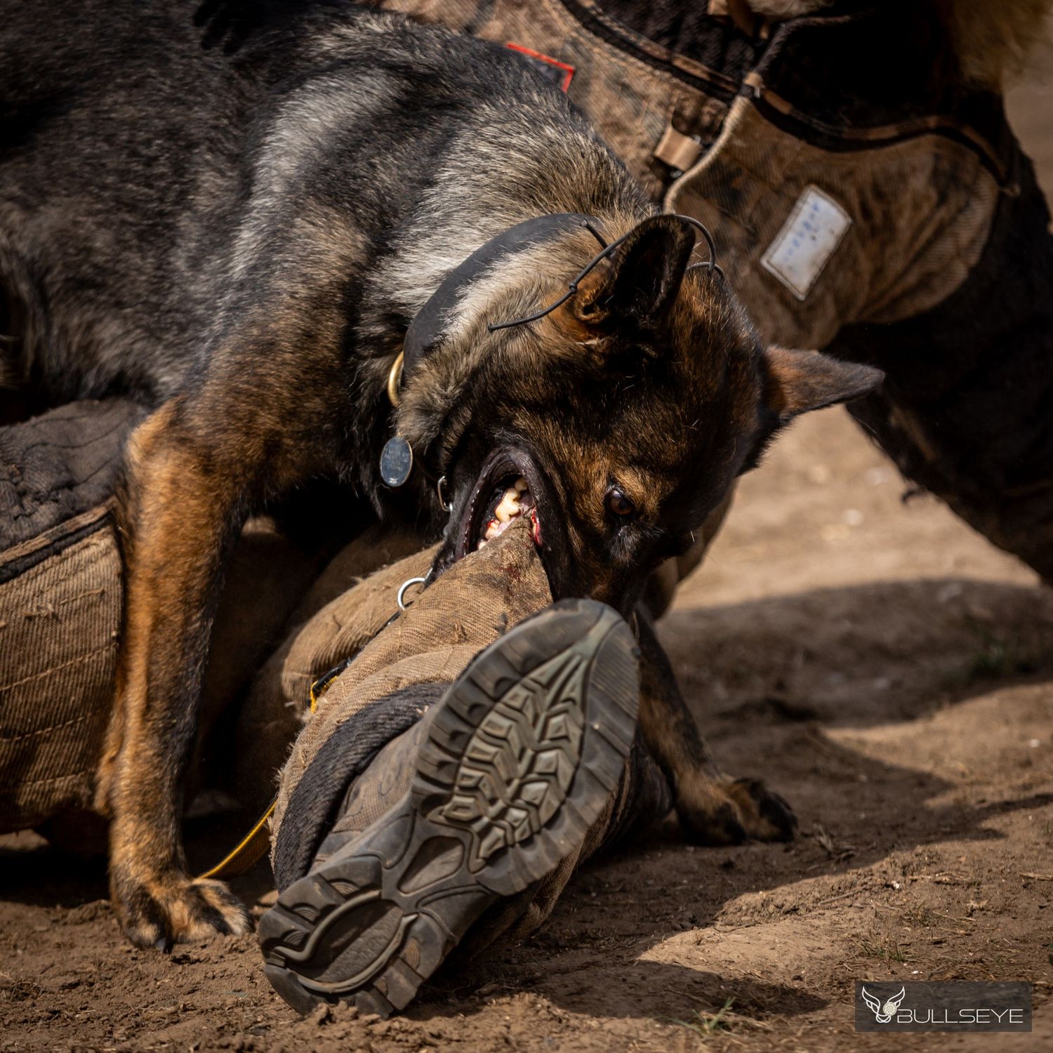 German Shepherd dog biting and playing with a shoe on dusty ground.