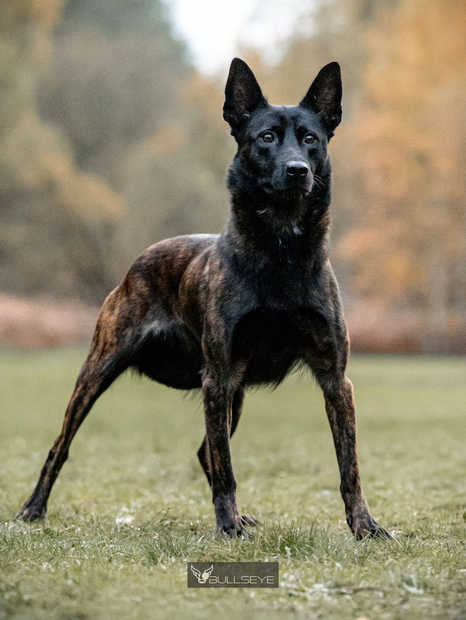 Black Dutch Shepherd dog displaying strong stance in autumn field.